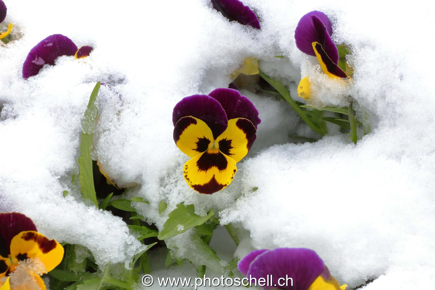 Pensées sous la neige