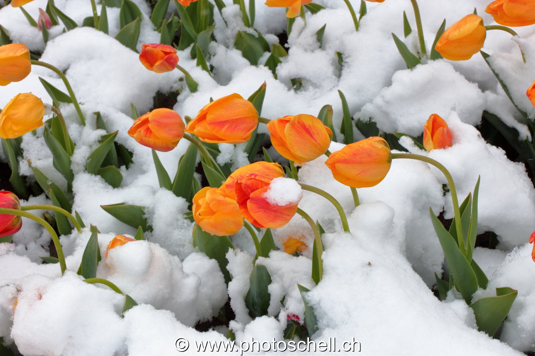 Fleurs sous la neige