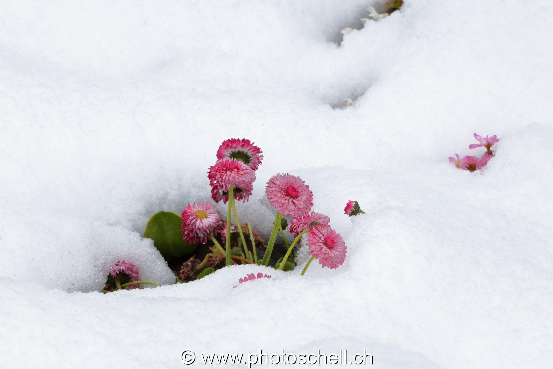 Pâquerettes roses sortant de la neige