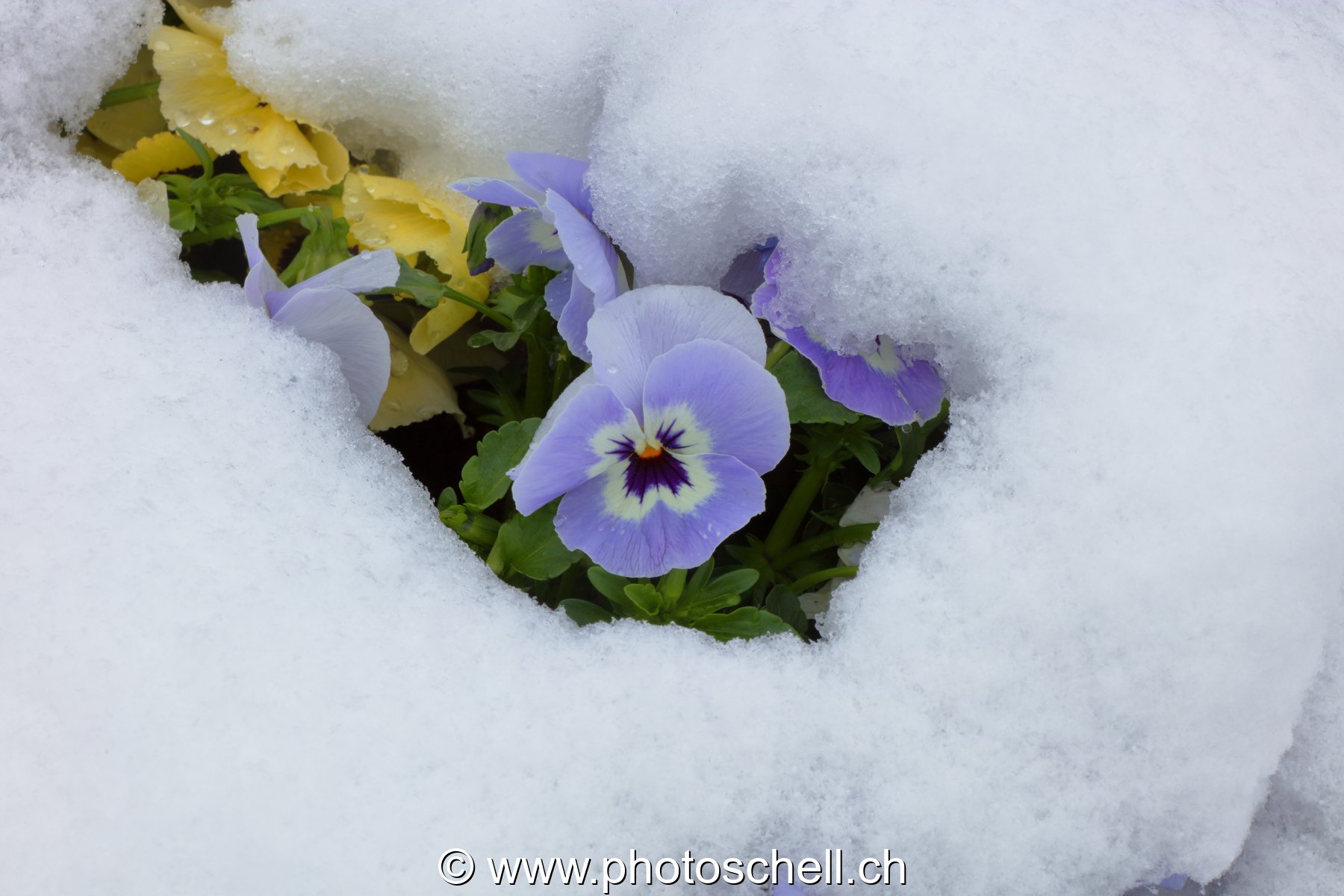 Pensées sous la neige