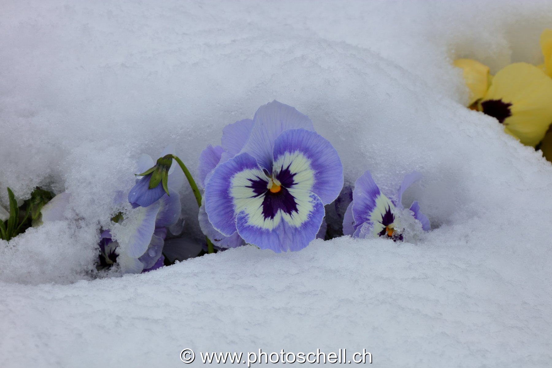 Pensées sous la neige