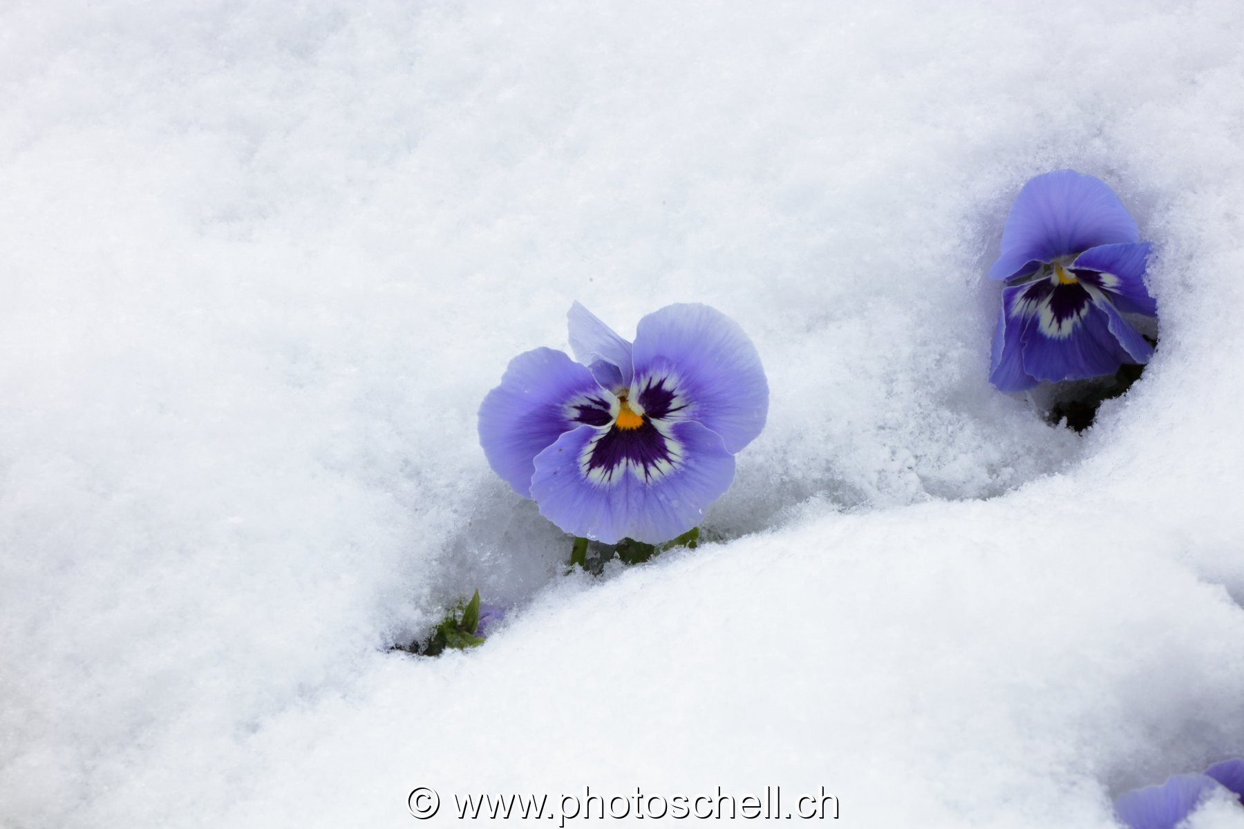 Pensées sous la neige