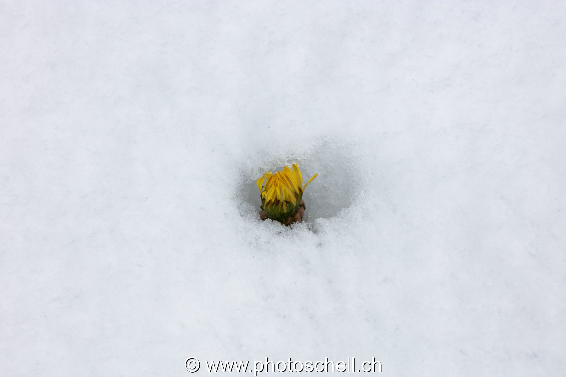 Pissenlit dépassant de la neige