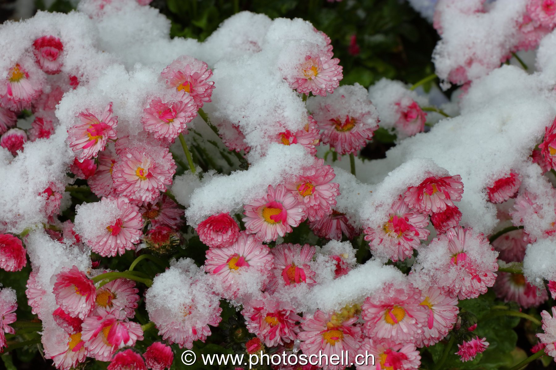Pâquerettes roses sortant de la neige