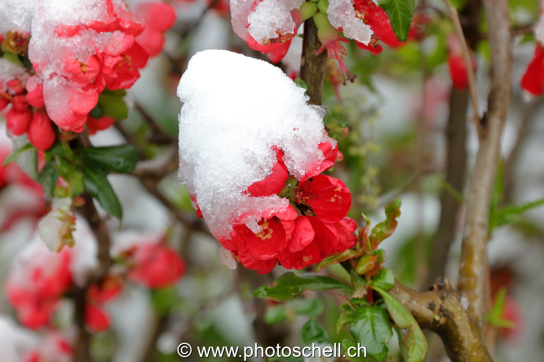 Fleurs sous la neige