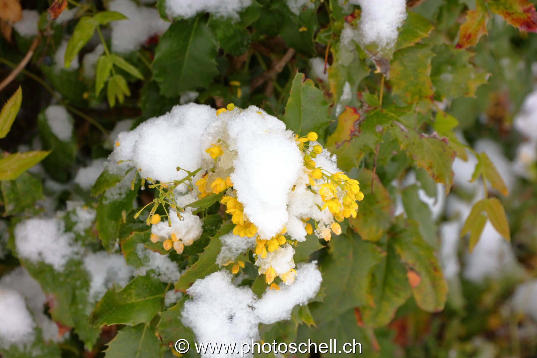 Fleurs sous la neige
