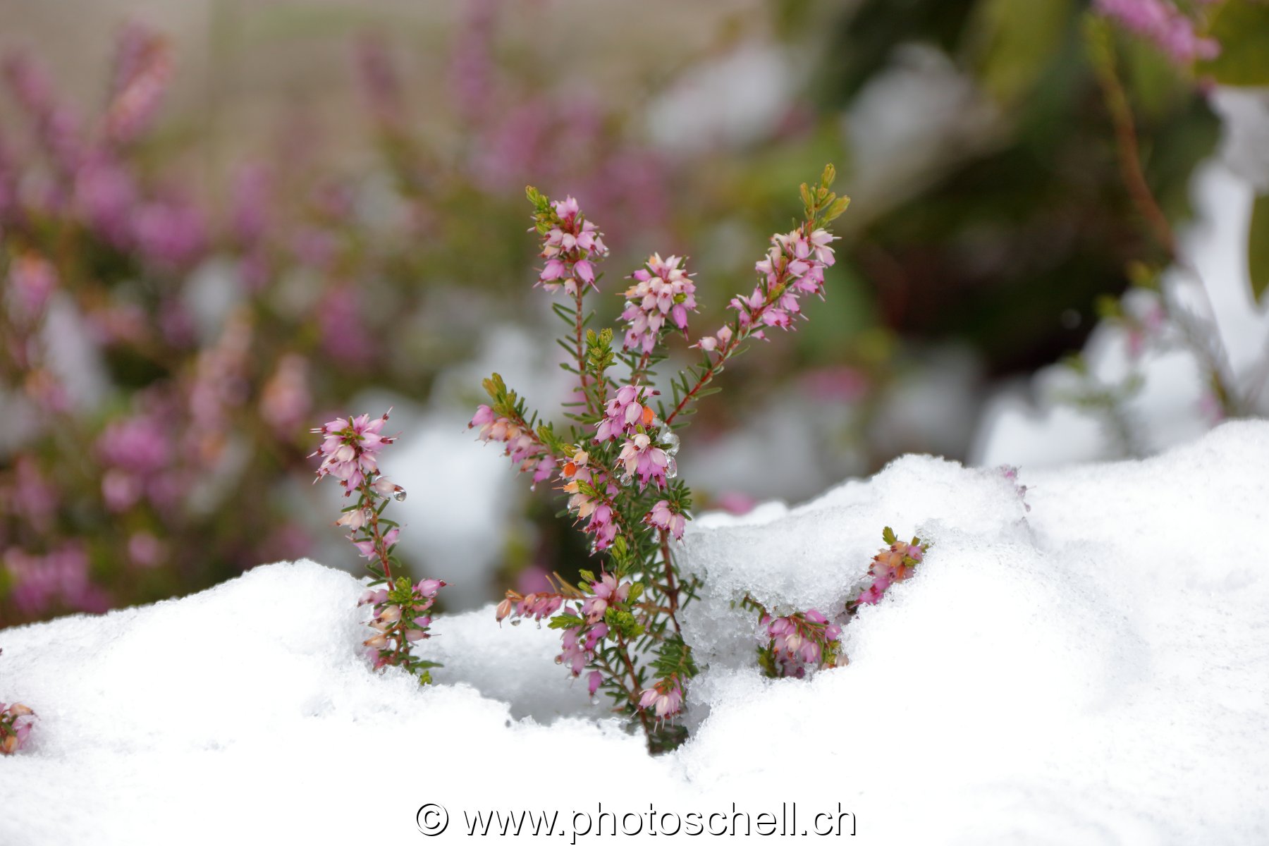 Fleurs sous la neige