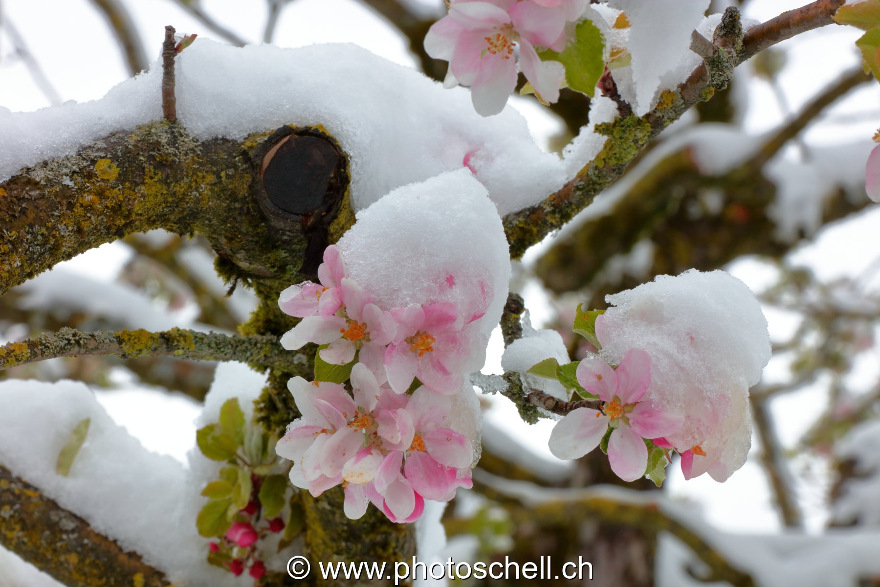 Fleurs sous la neige