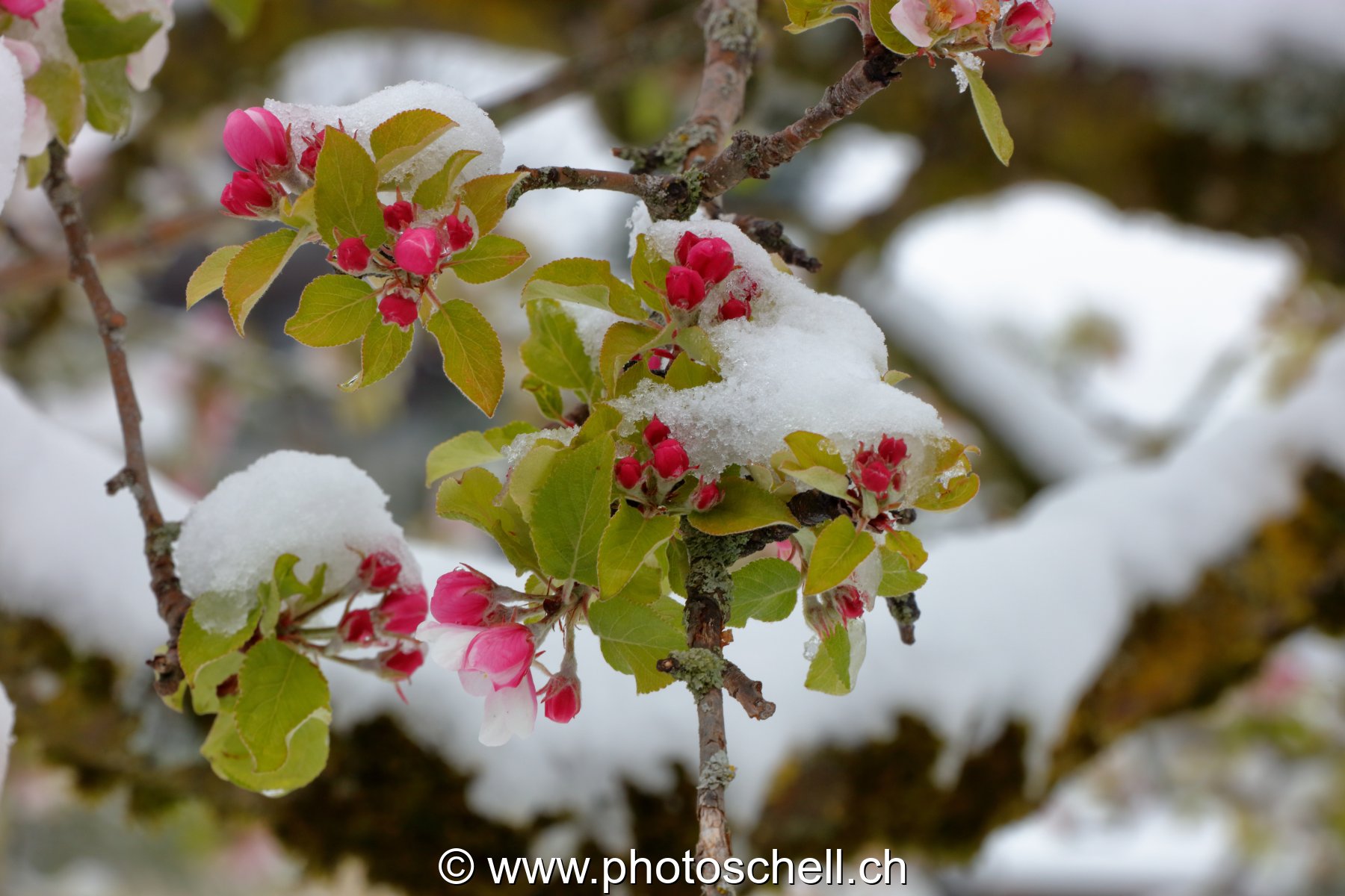 Fleurs sous la neige