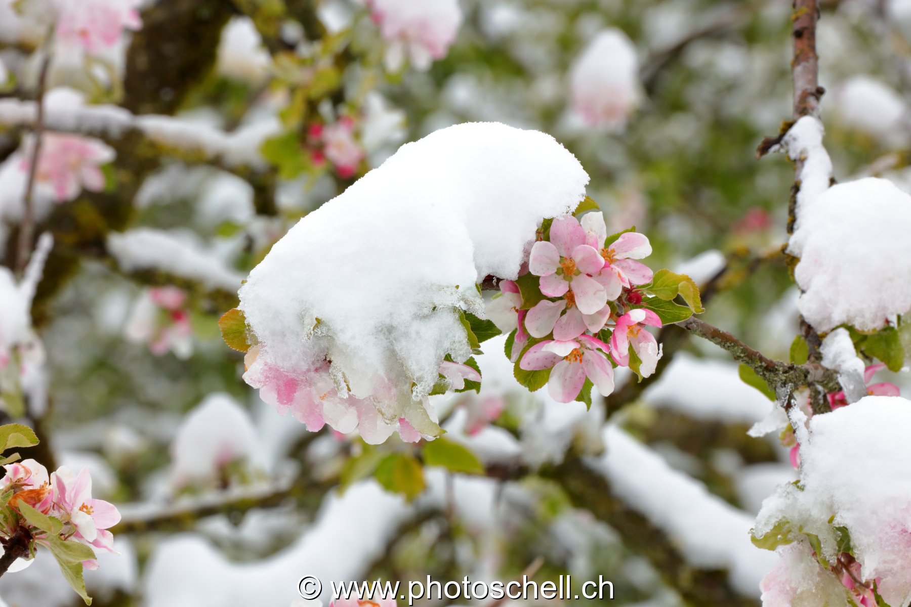 Fleurs sous la neige