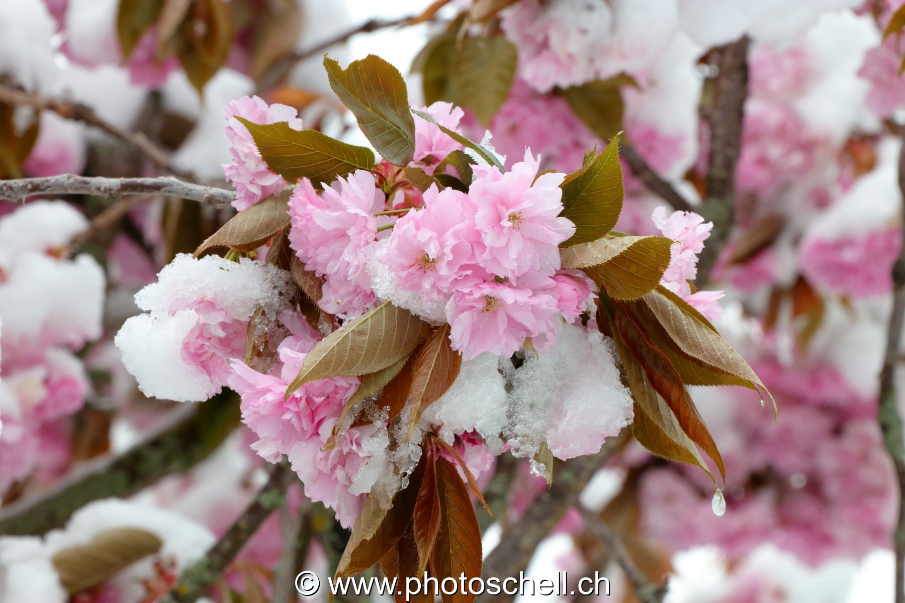 Fleurs sous la neige