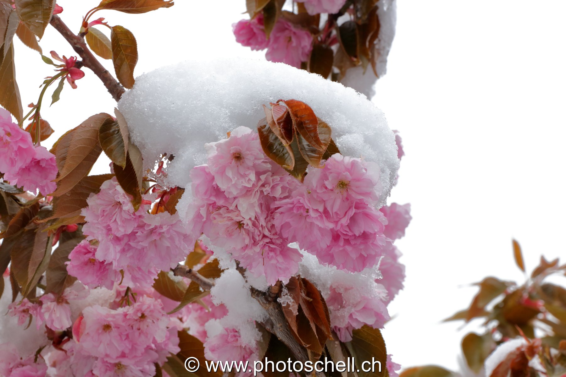 Fleurs sous la neige