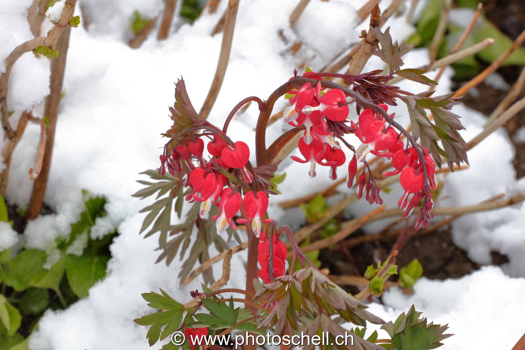 Fleurs en forme de coeurs sous la neige