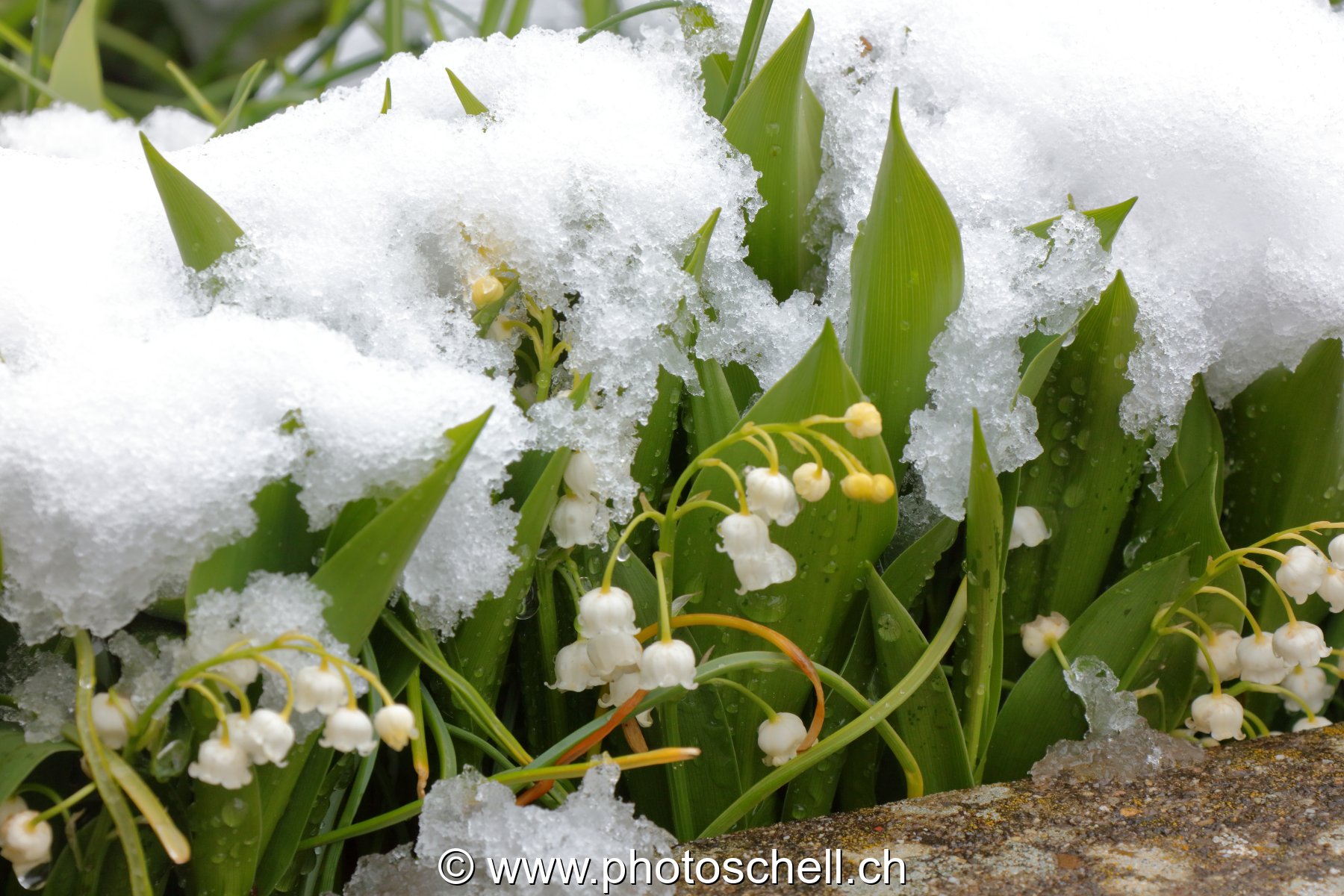 Muguet sous la neige