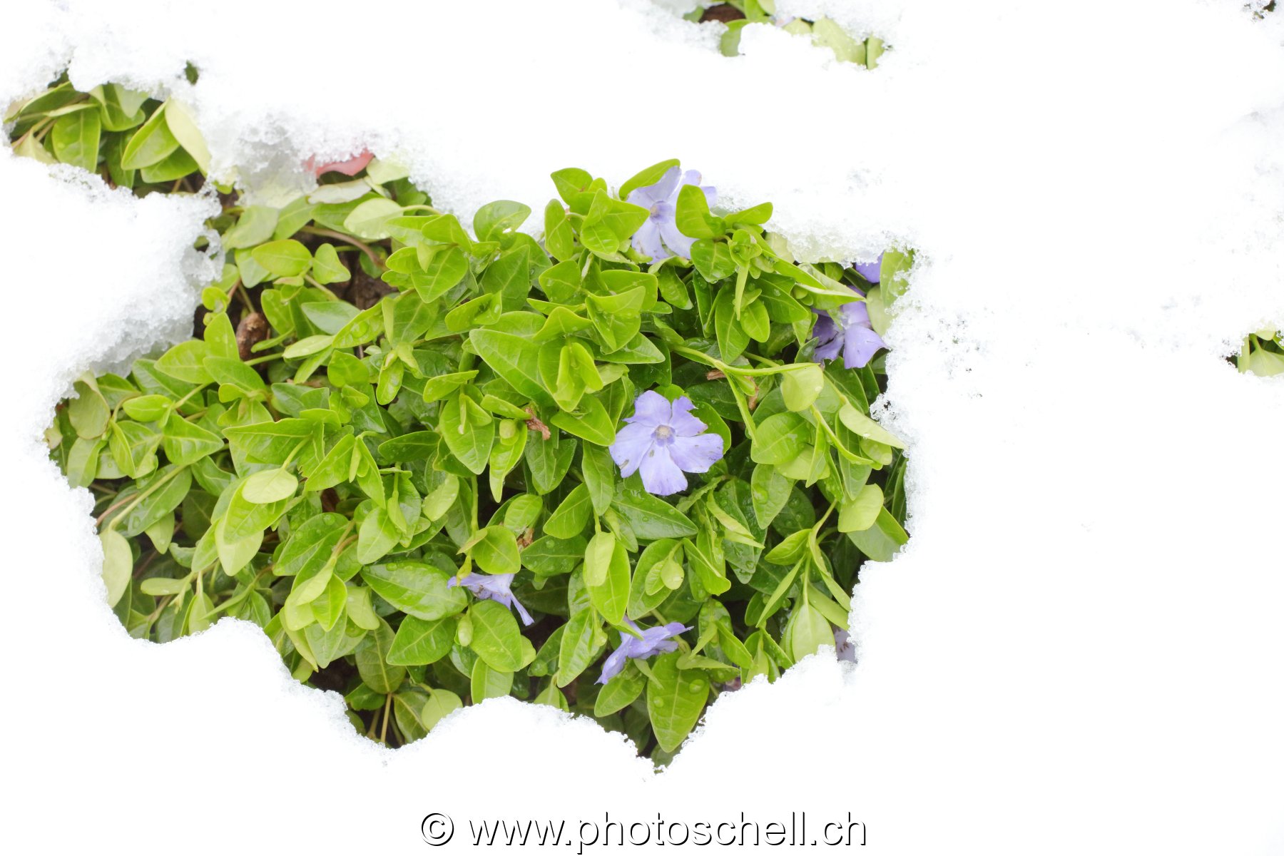 Fleurs sous la neige