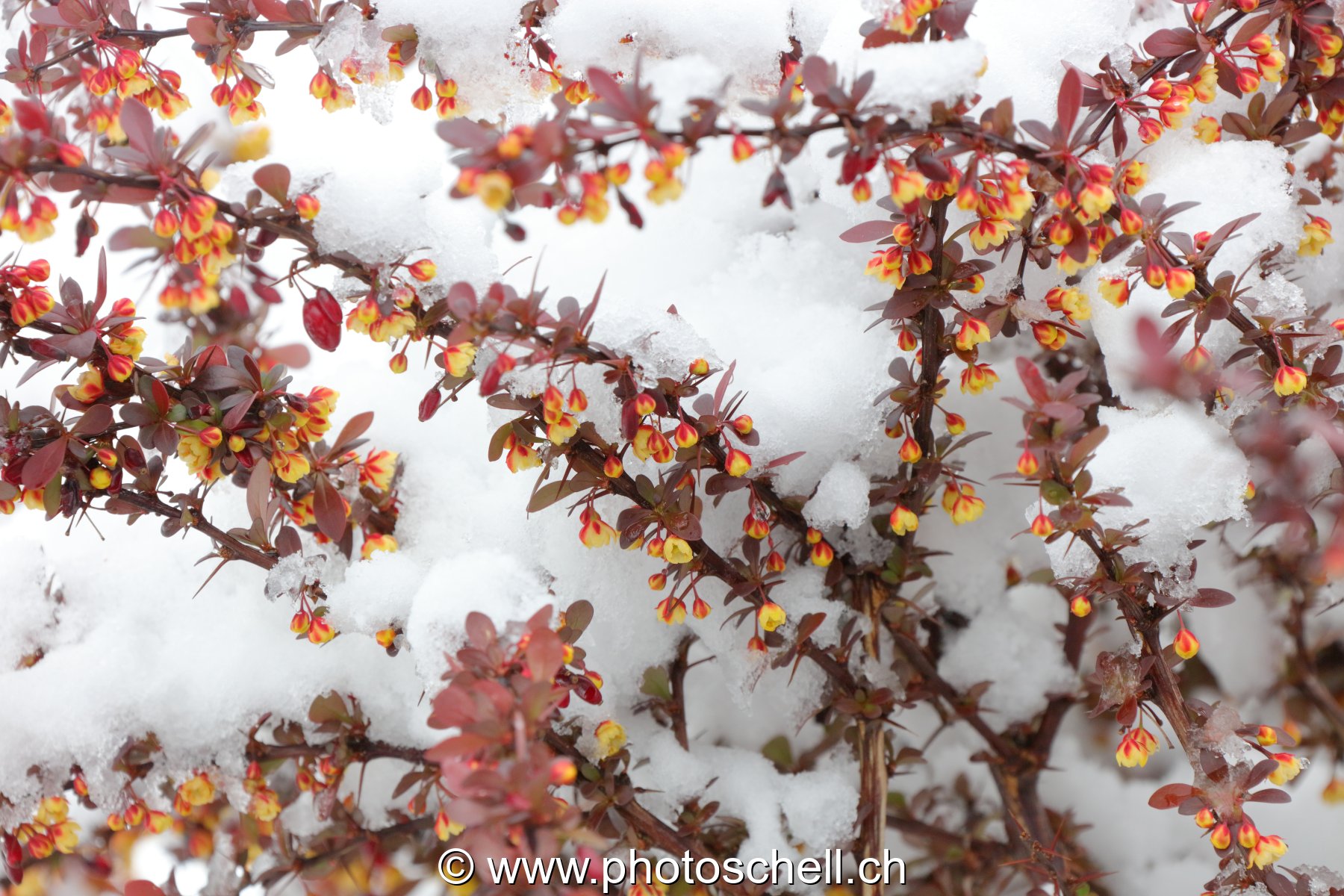 Fleurs sous la neige