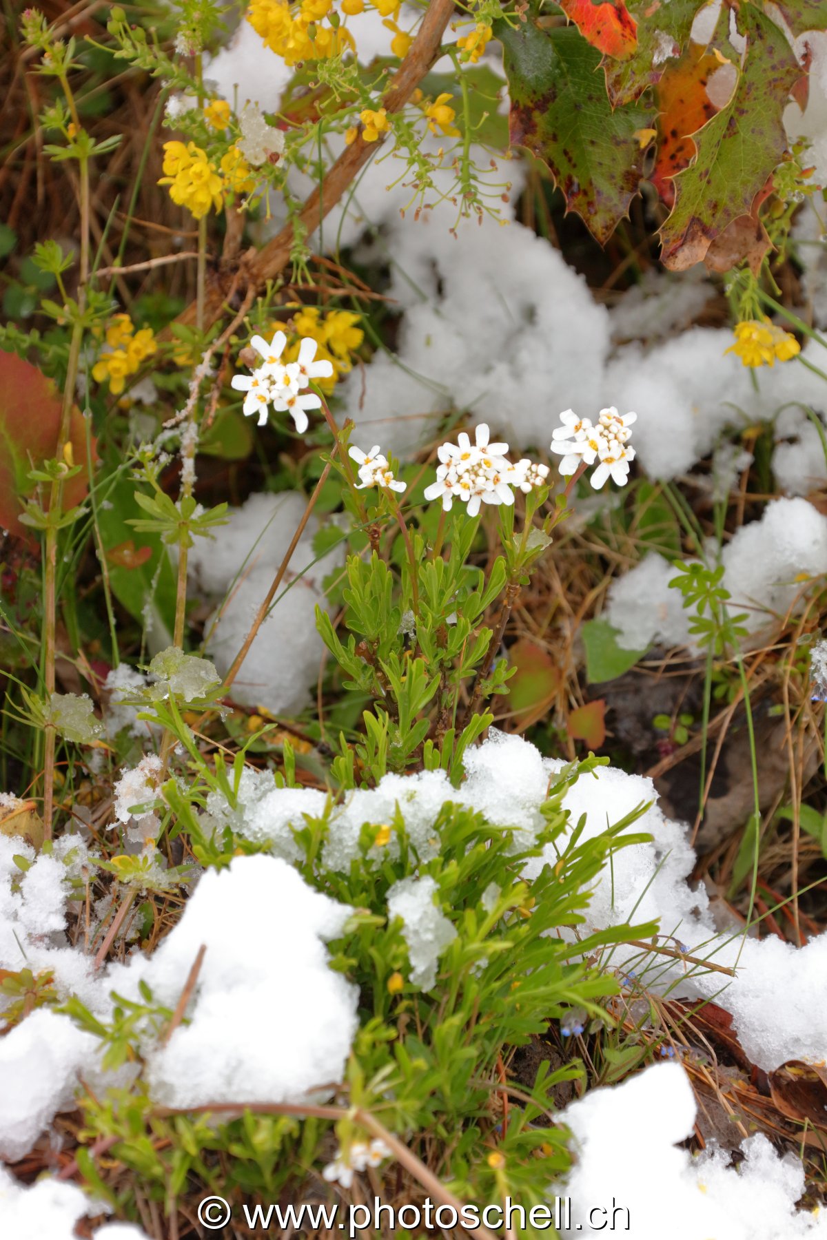 Fleurs sous la neige