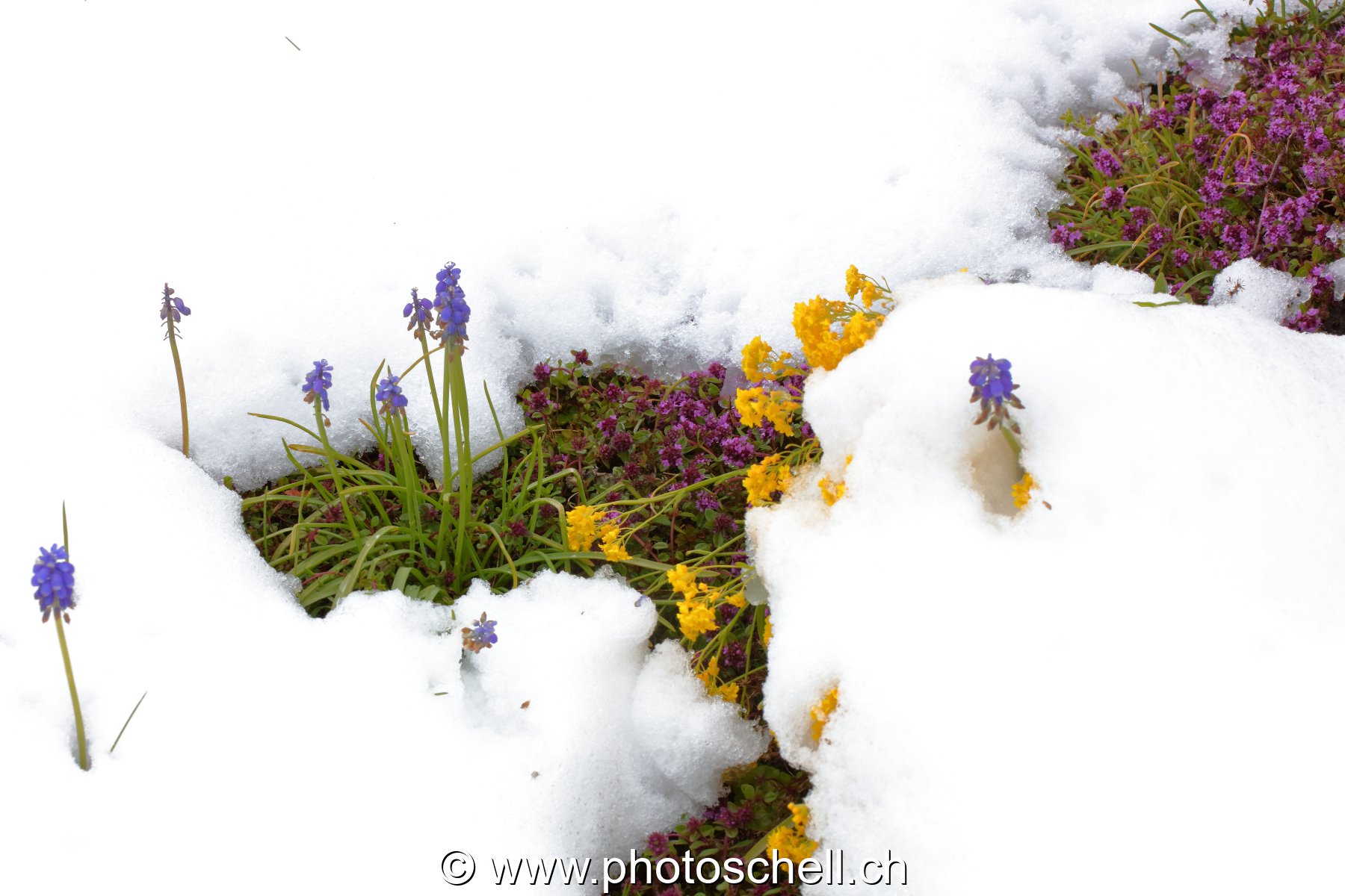 Fleurs sous la neige
