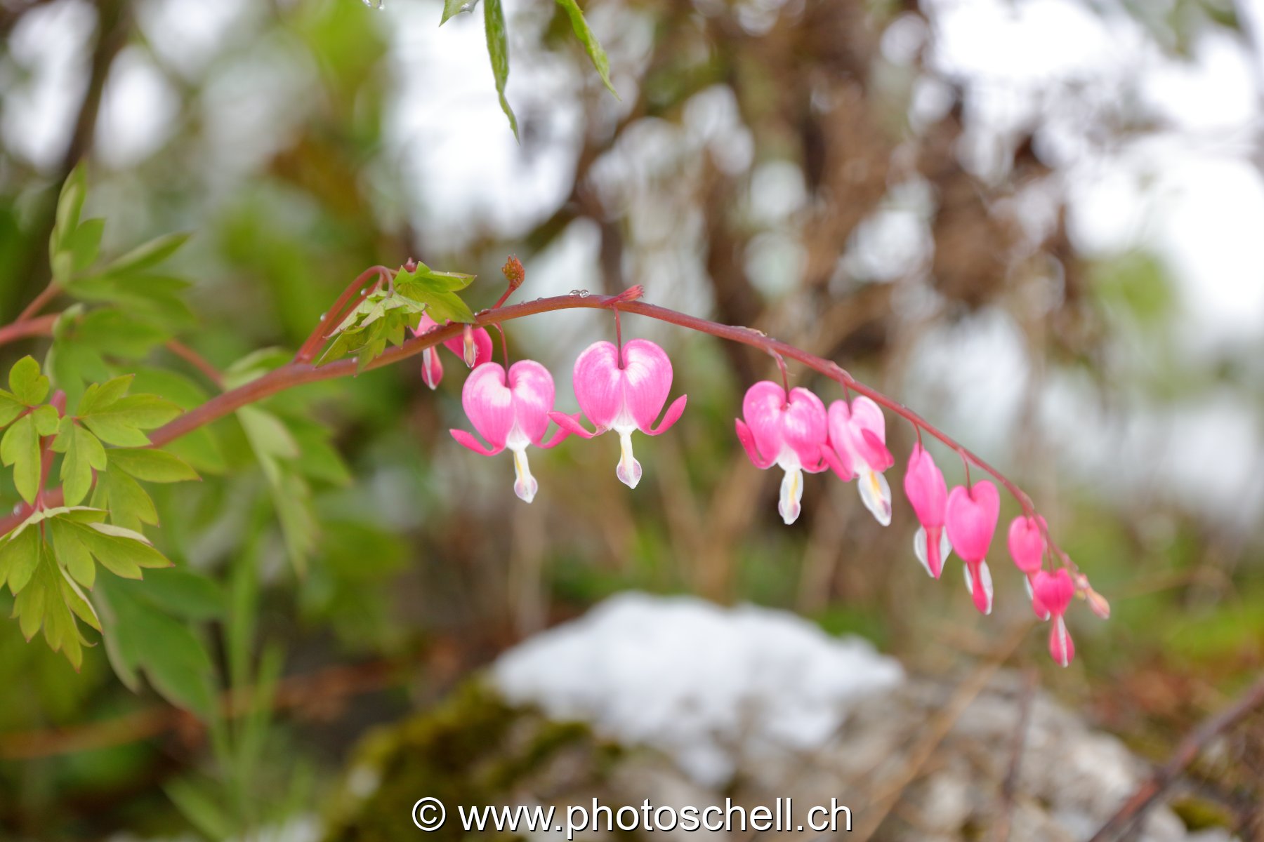 Fleurs en forme de coeur