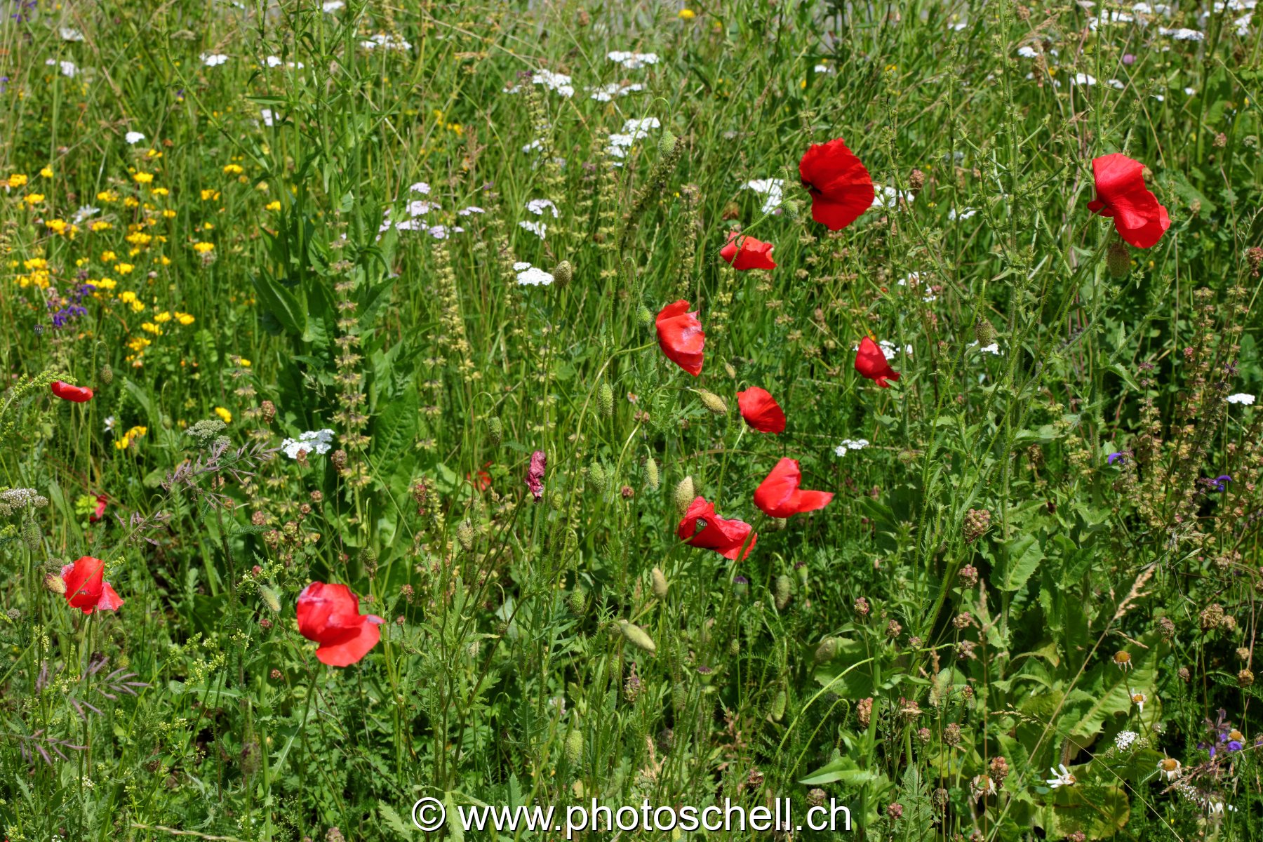 Coquelicots dans les prés