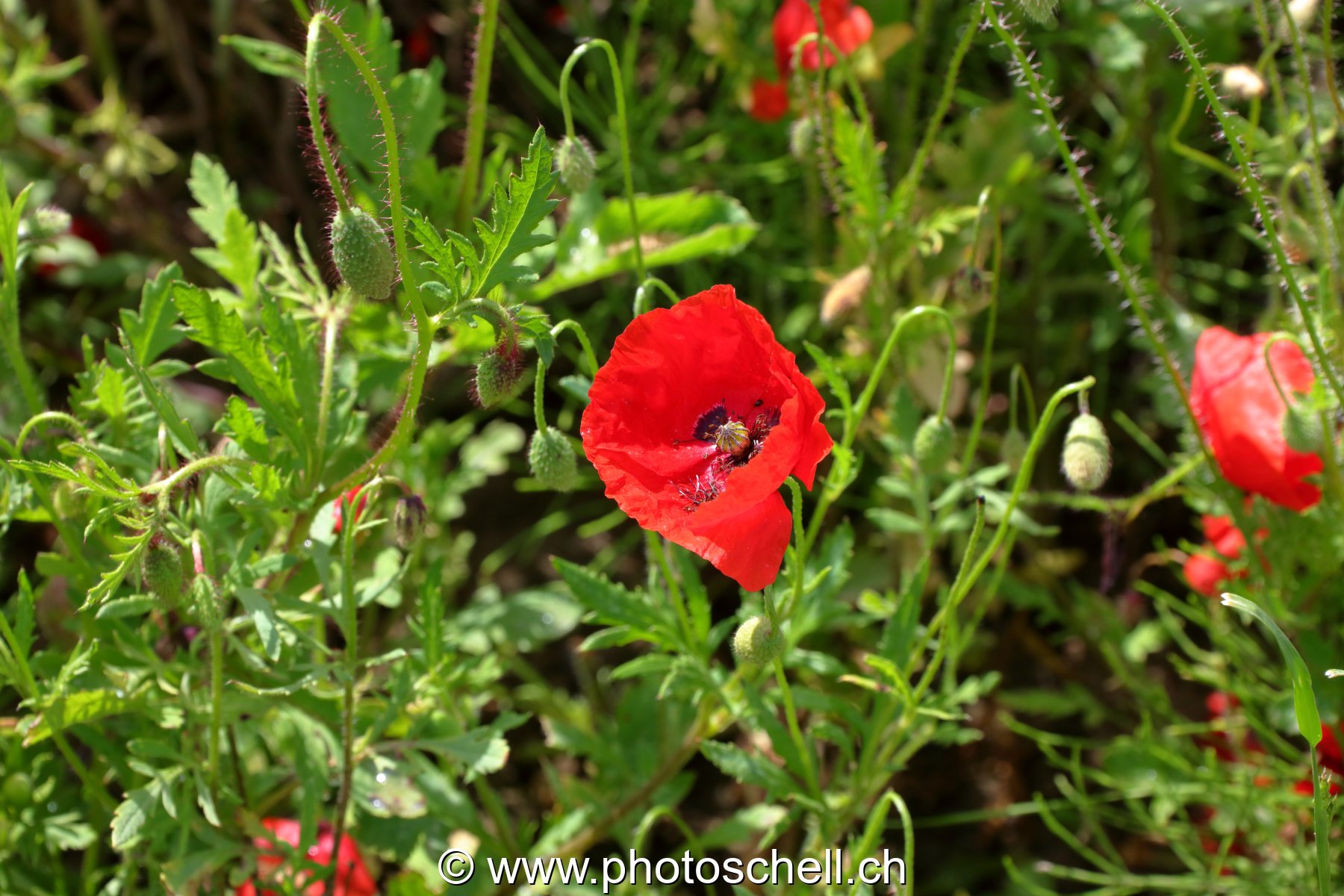 Coquelicots dans les prés