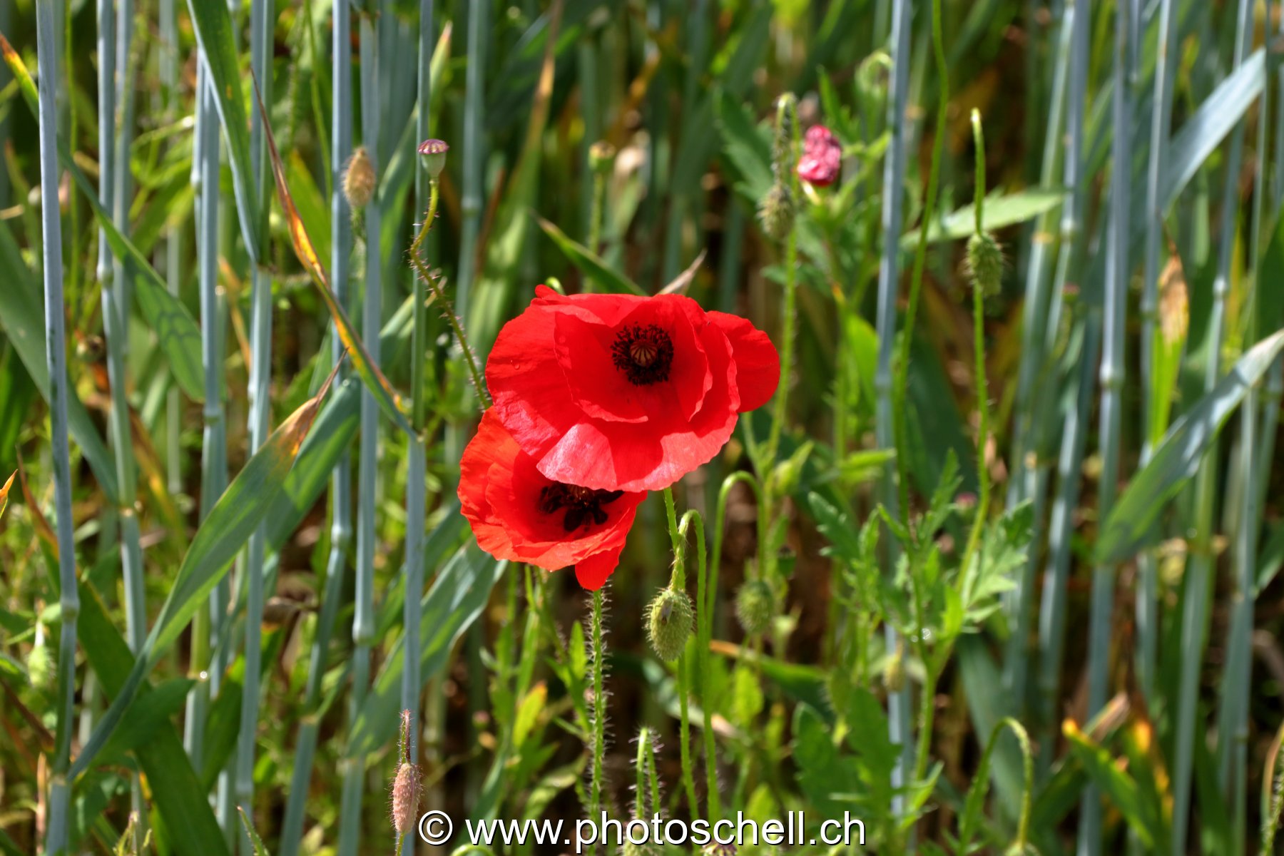 Coquelicots dans les prés