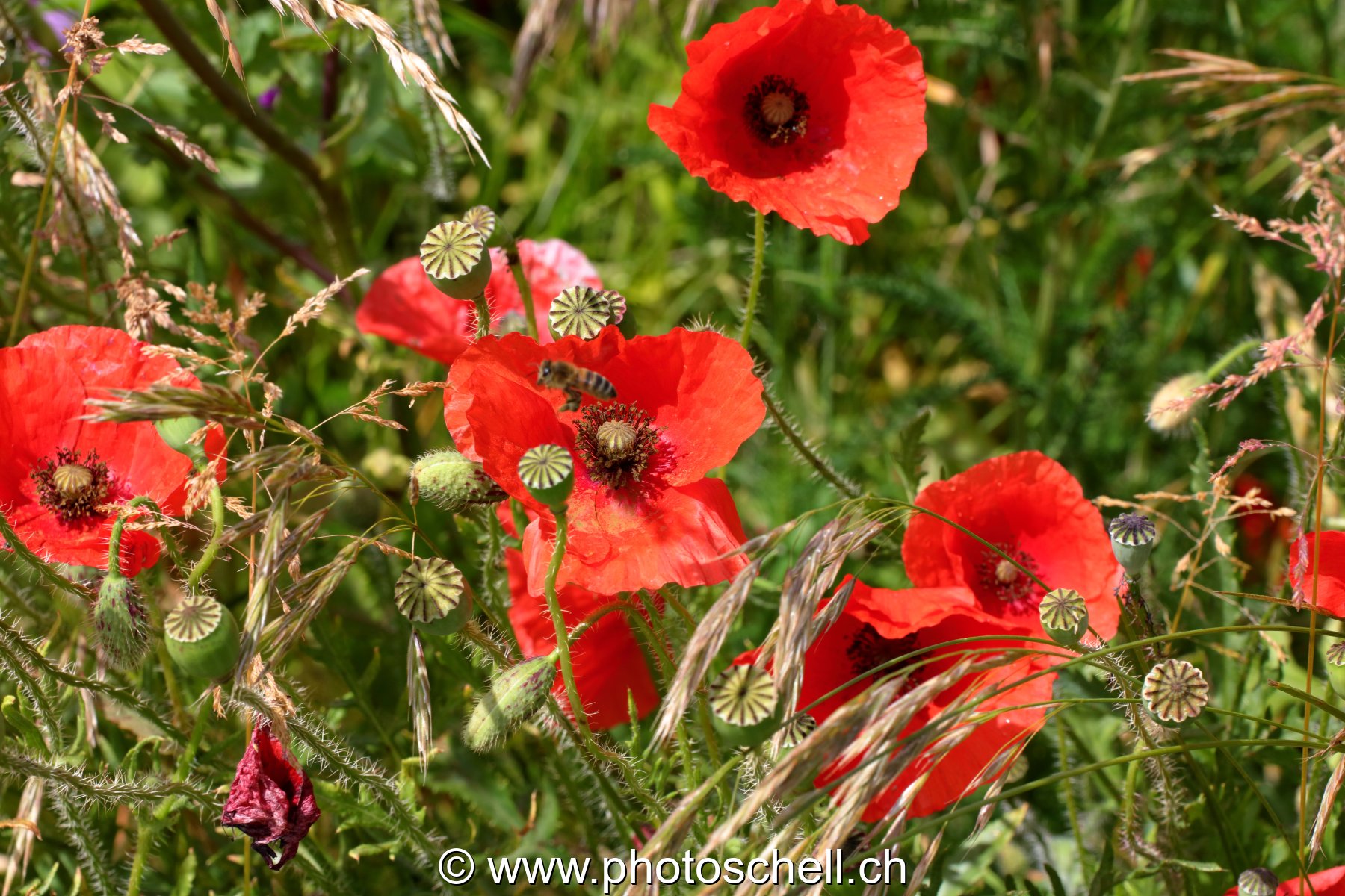 Coquelicots dans les prés