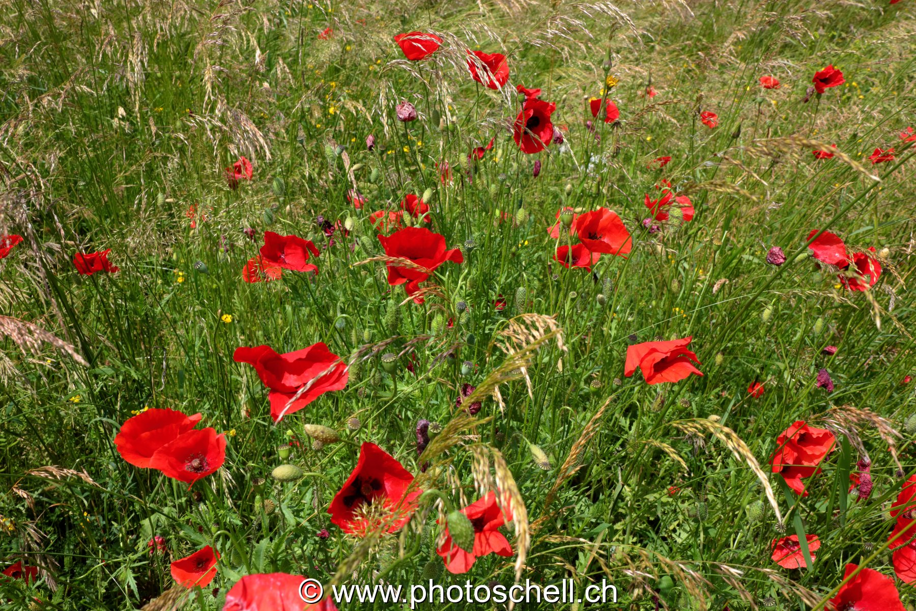 Coquelicots dans les prés