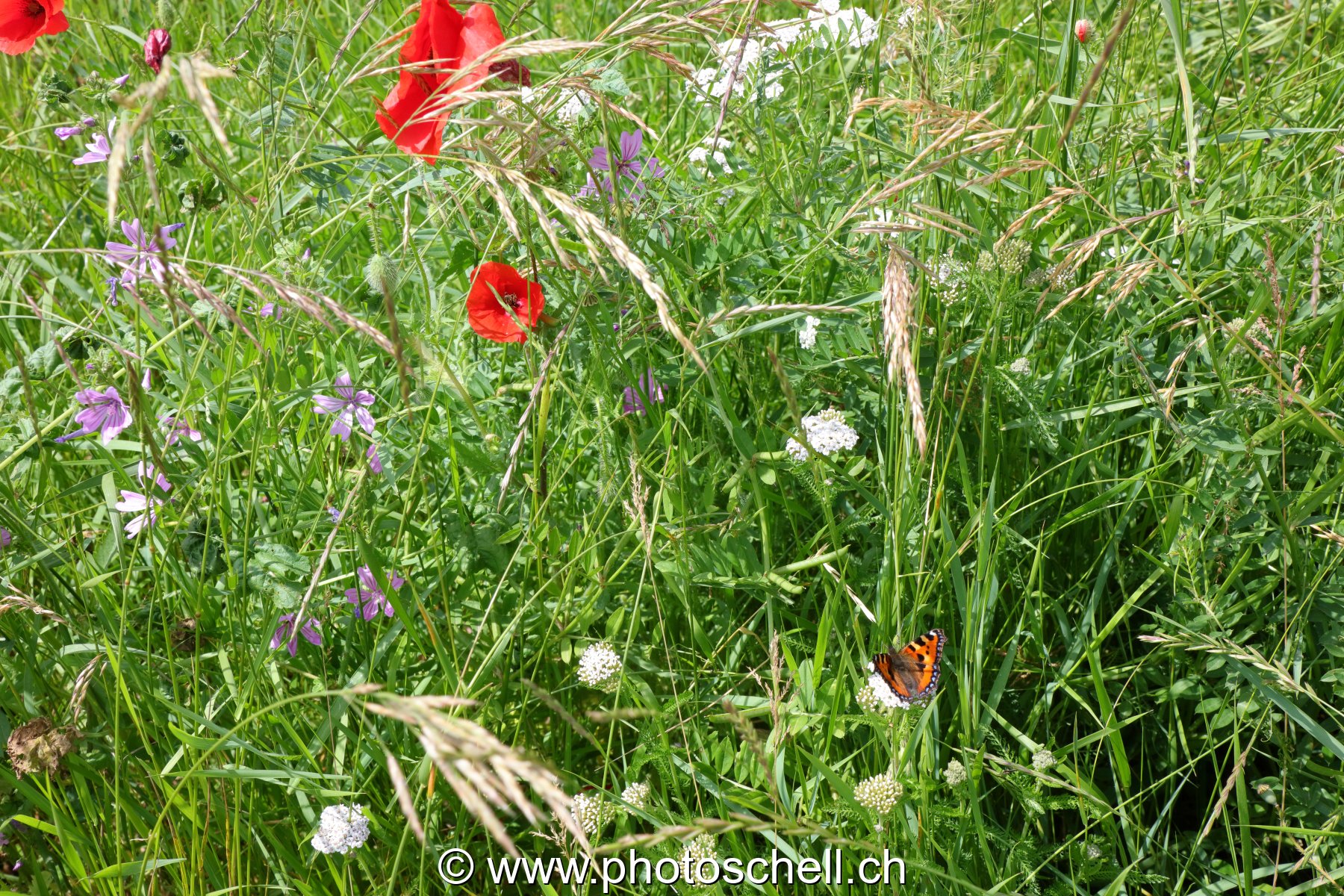 Coquelicots dans les prés
