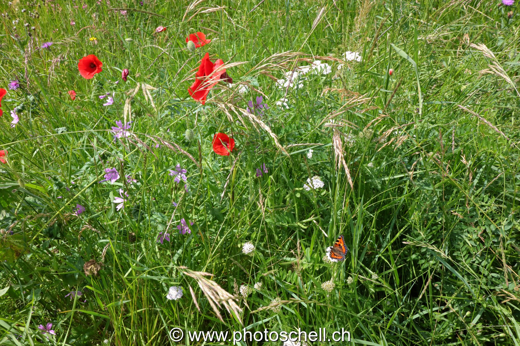 Coquelicots dans les prés