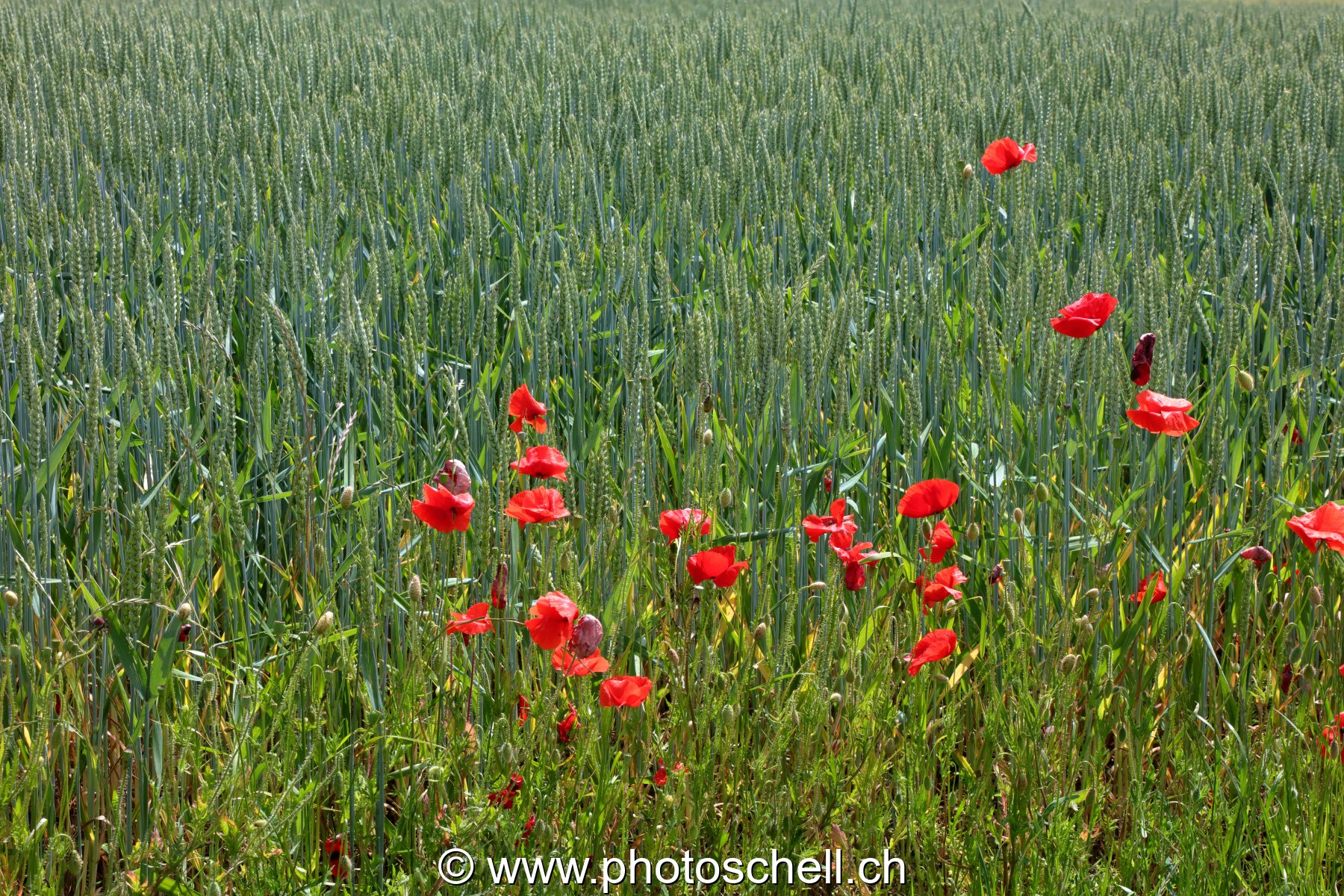 Coquelicots près d'un champ de blé