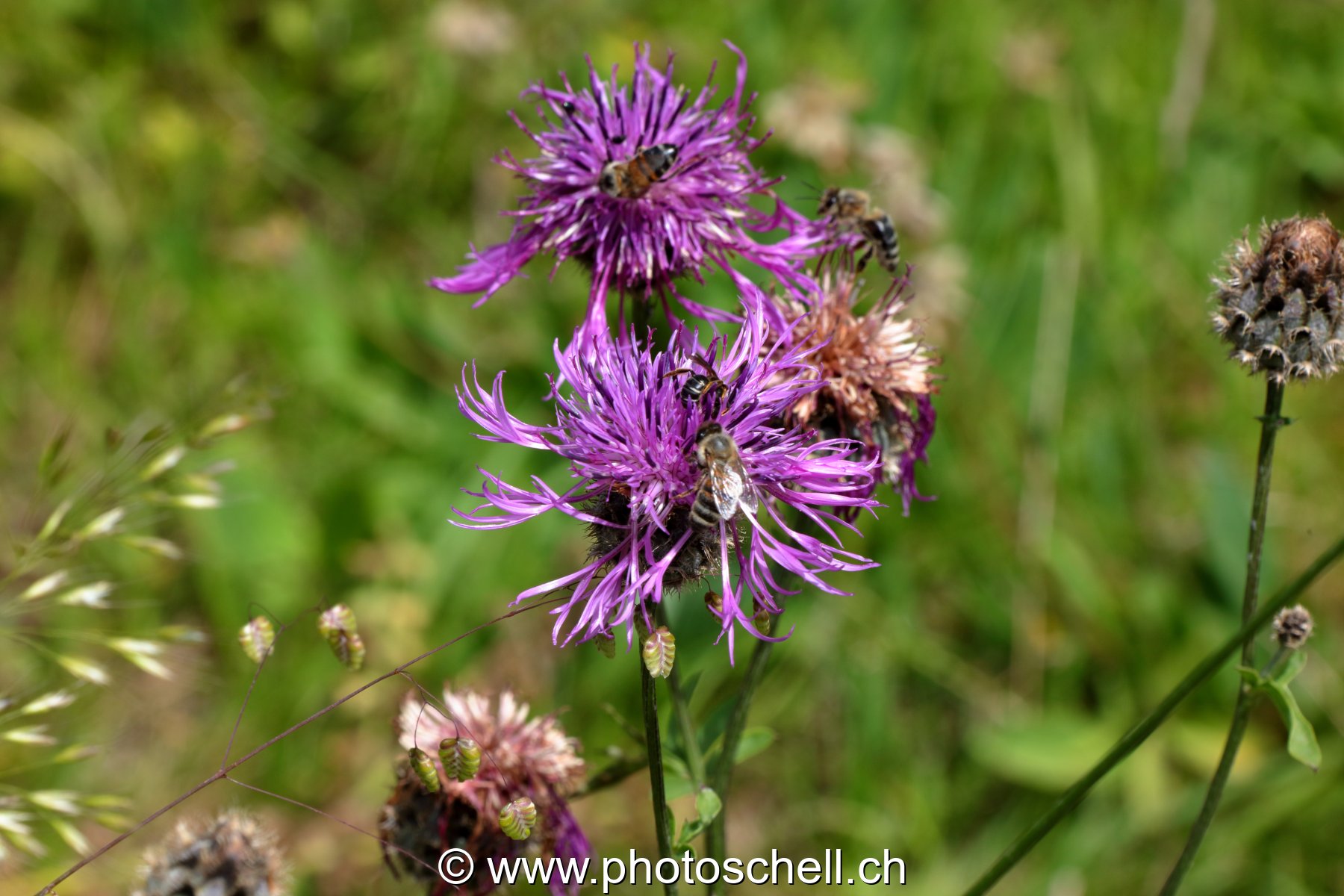Abeilles butinant dans un pré