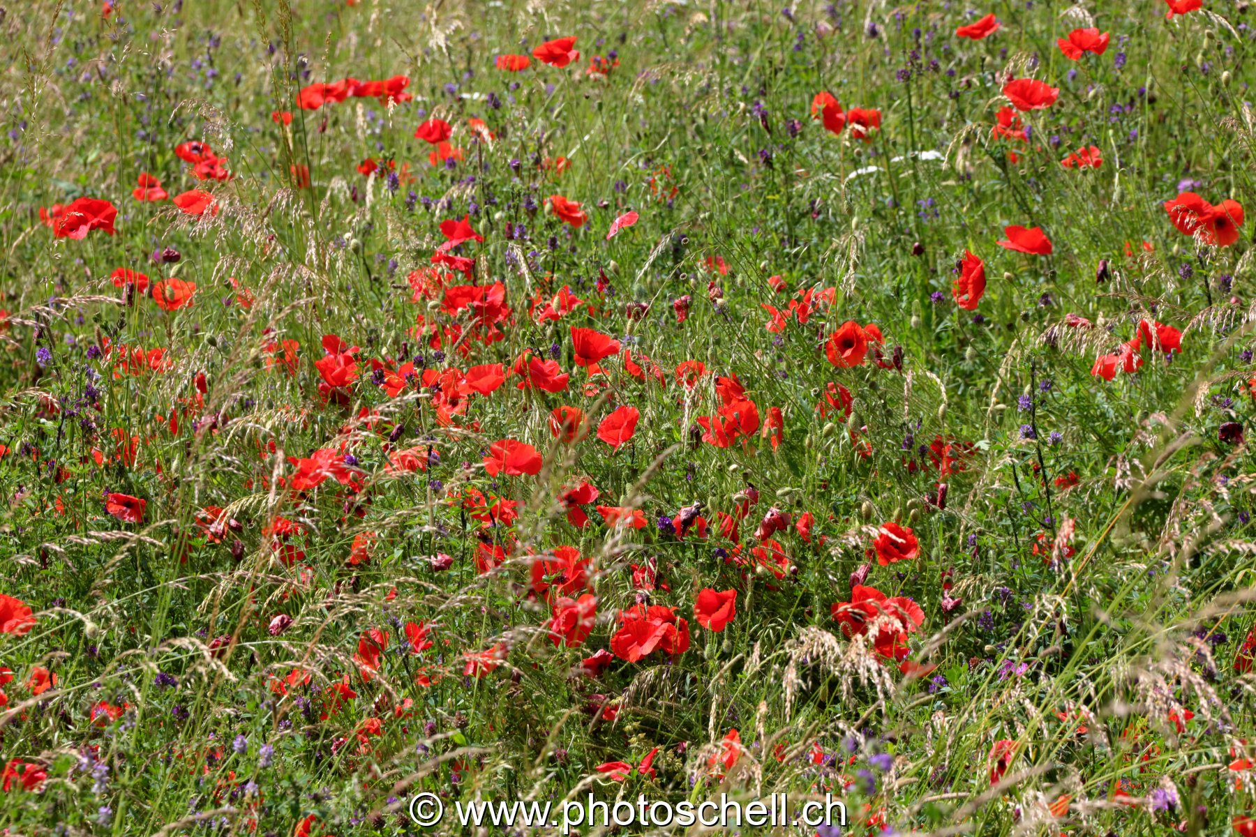 Coquelicots dans les prés