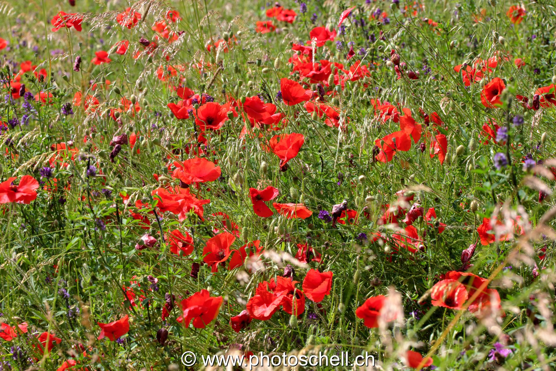 Coquelicots dans les prés
