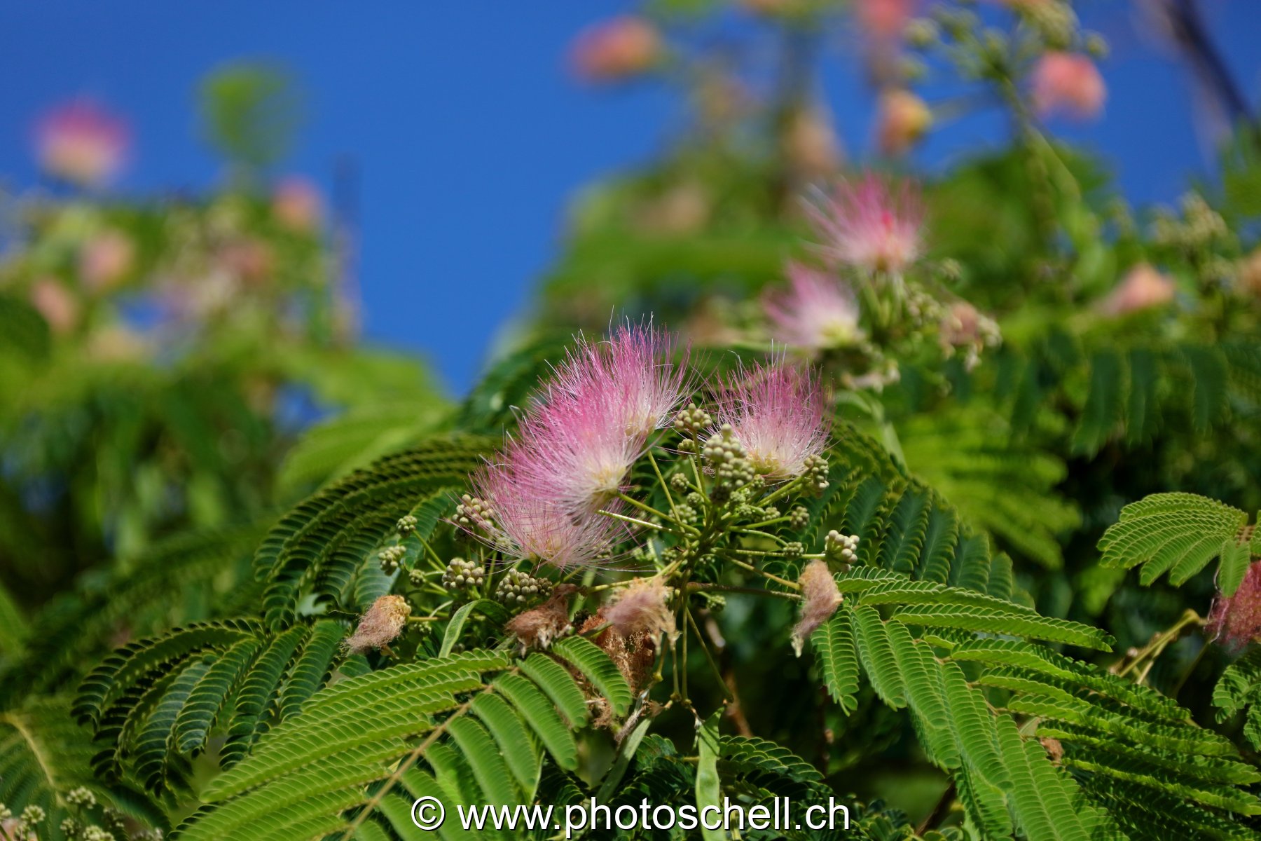 Fleurs du sud de la France