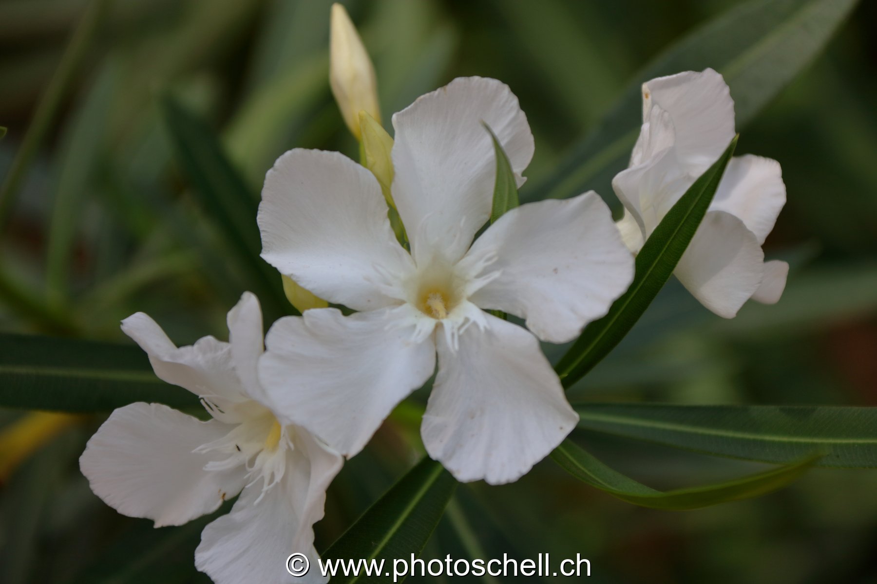 Fleurs du sud de la France