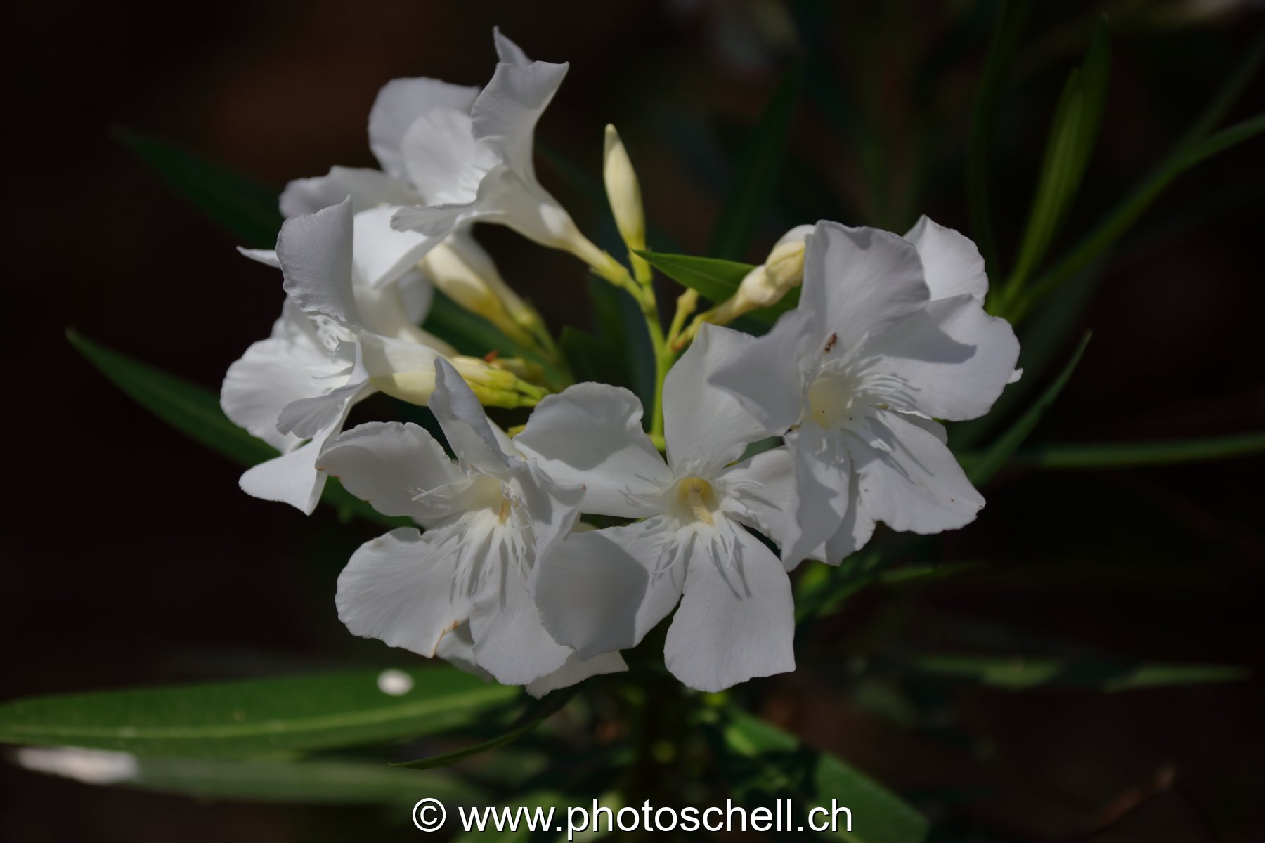 Fleurs du sud de la France