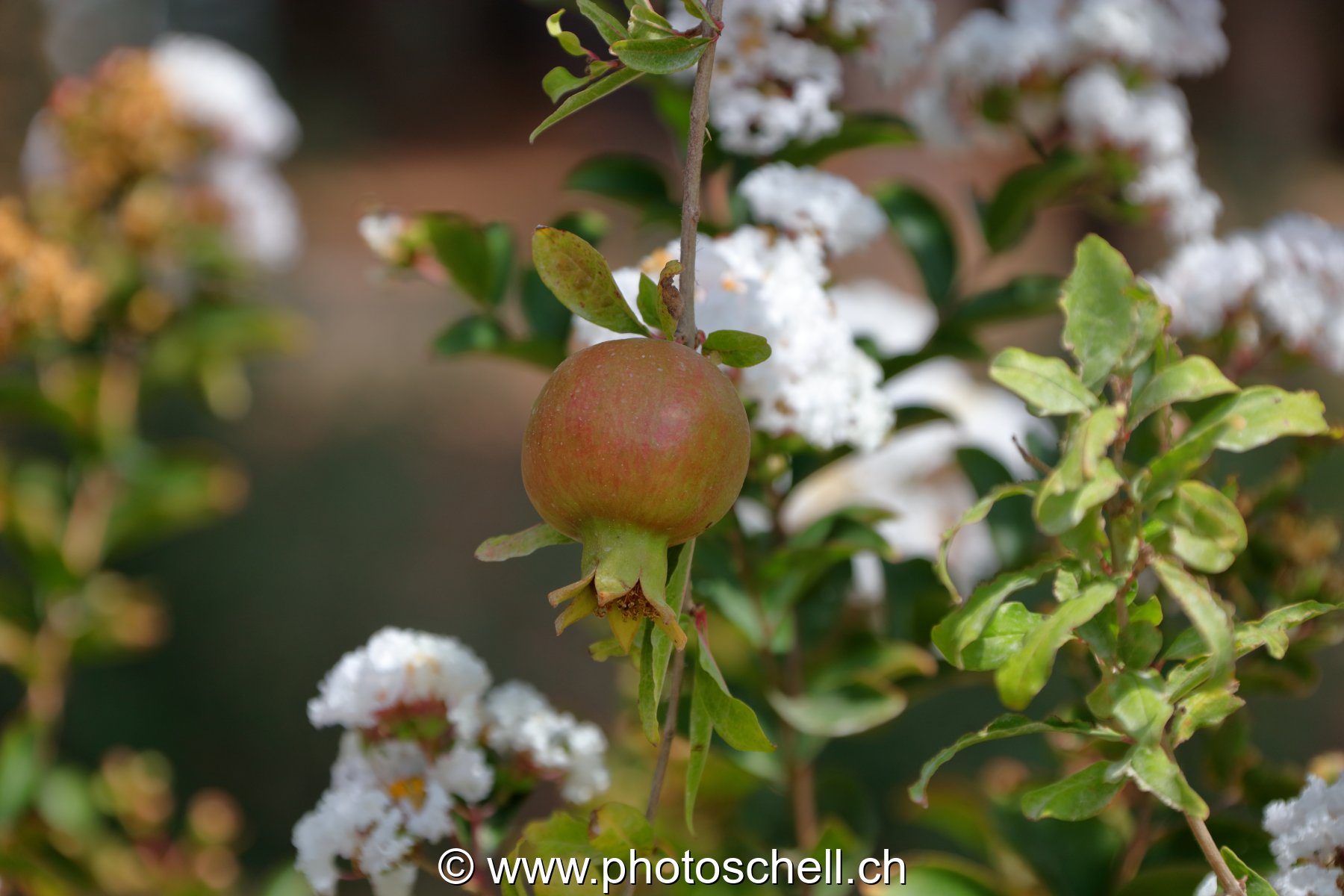 Fleurs du sud de la France