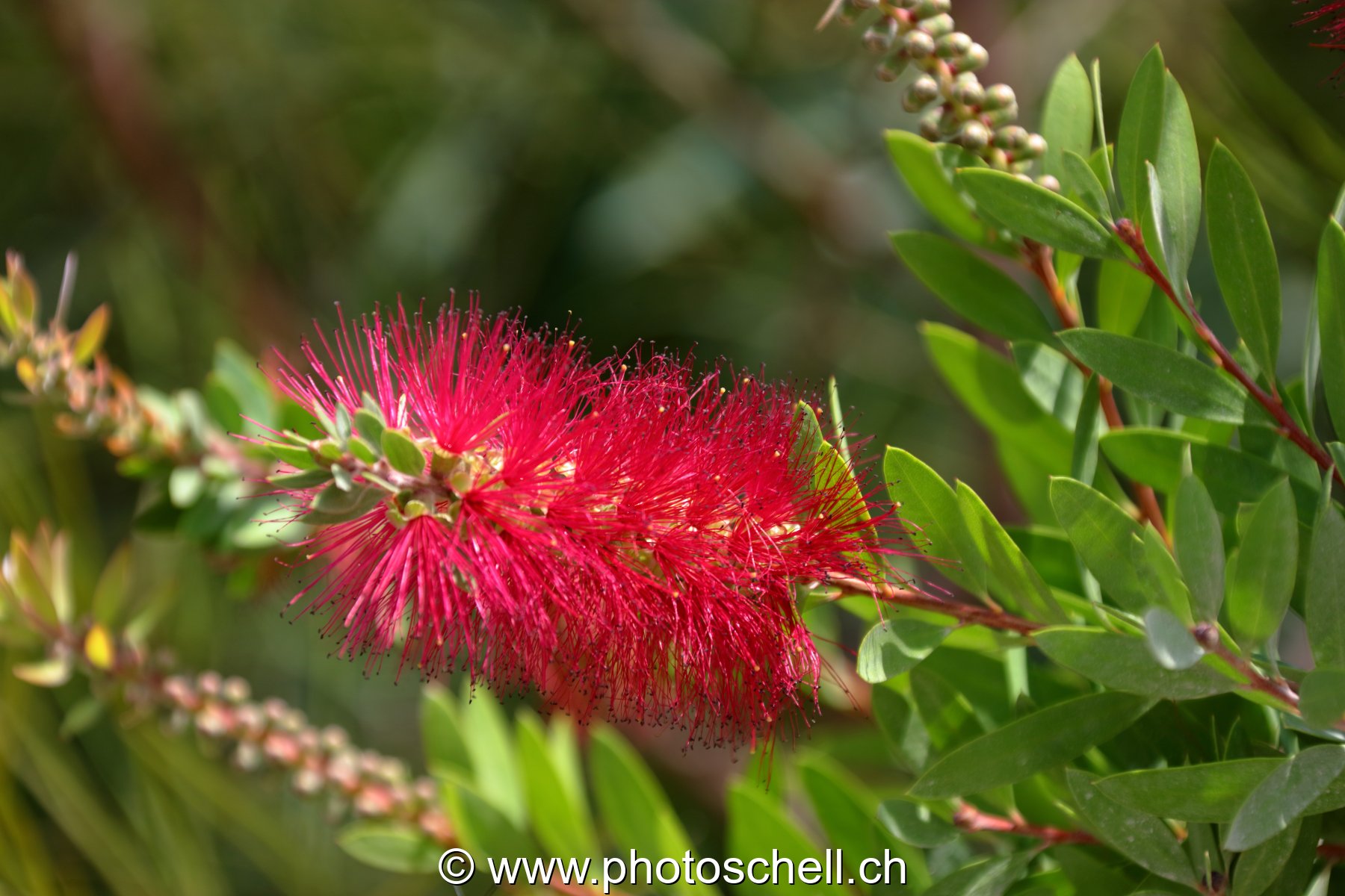 Fleurs du sud de la France