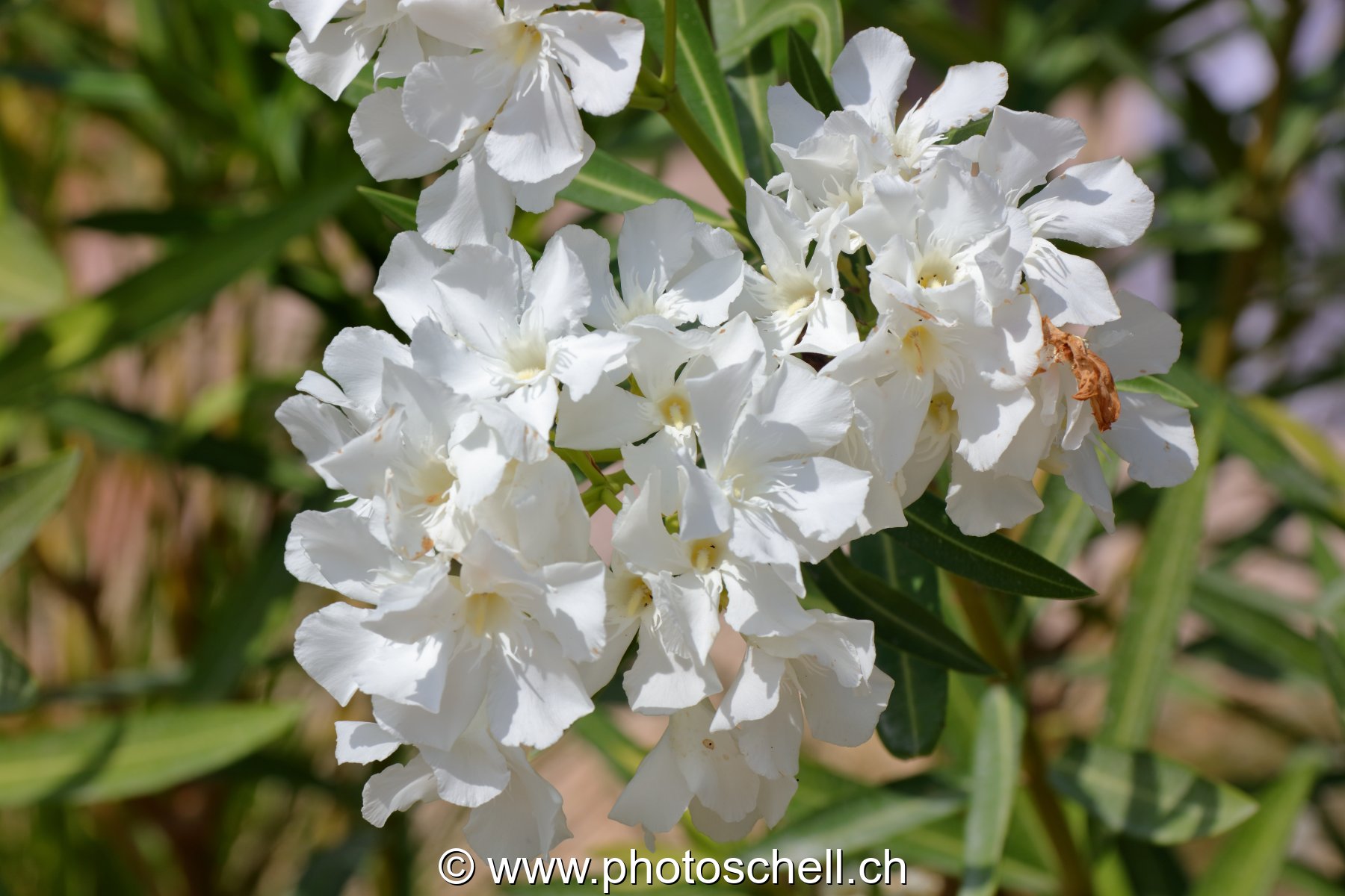 Fleurs du sud de la France
