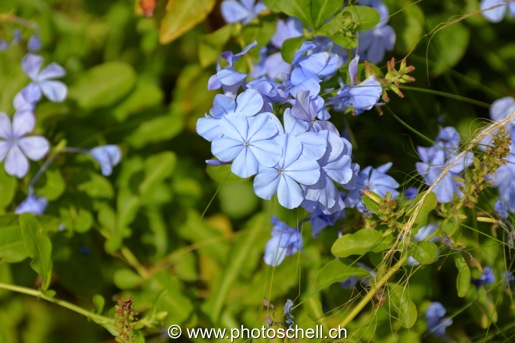 Fleurs du sud de la France