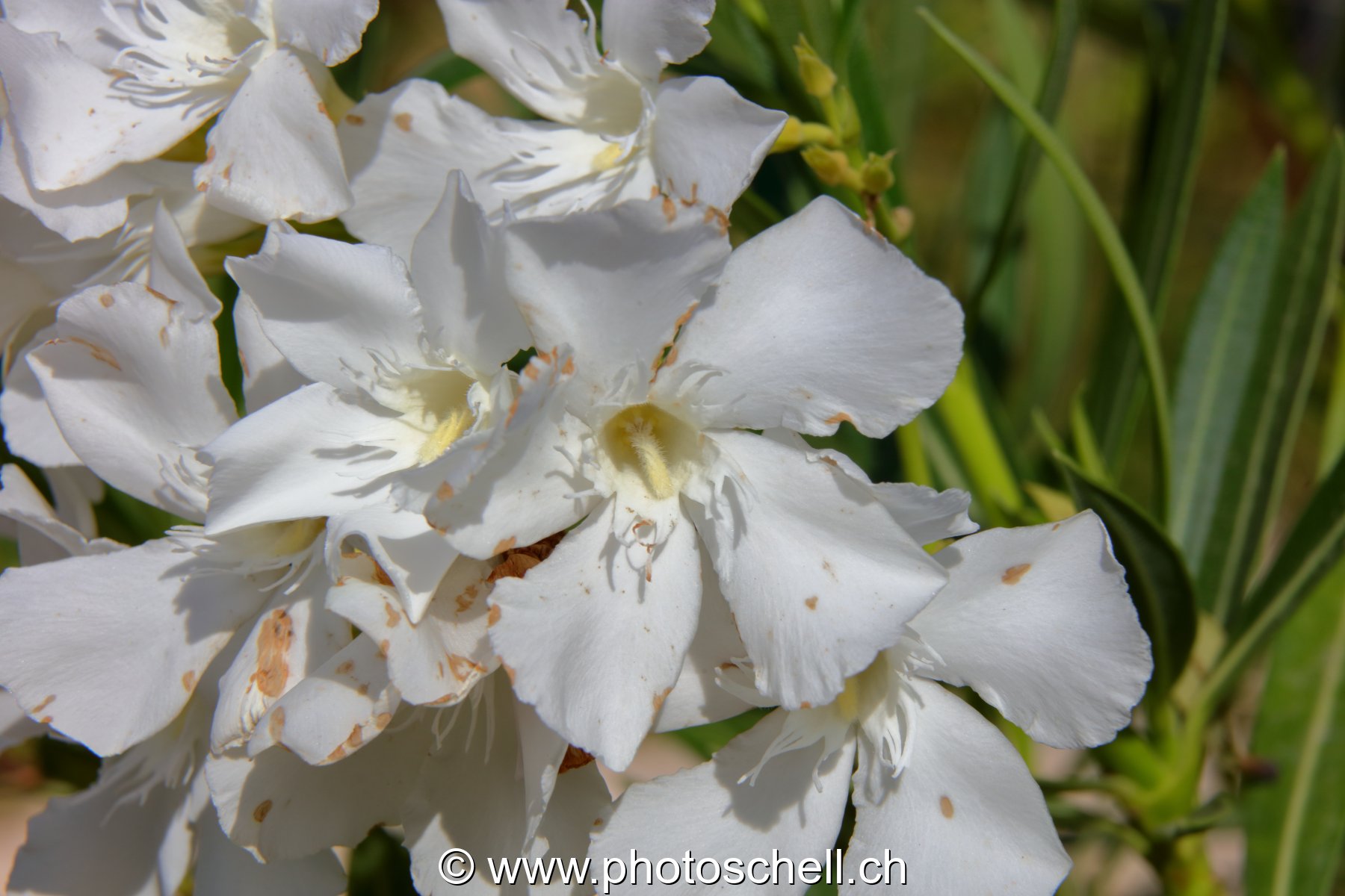 Fleurs du sud de la France