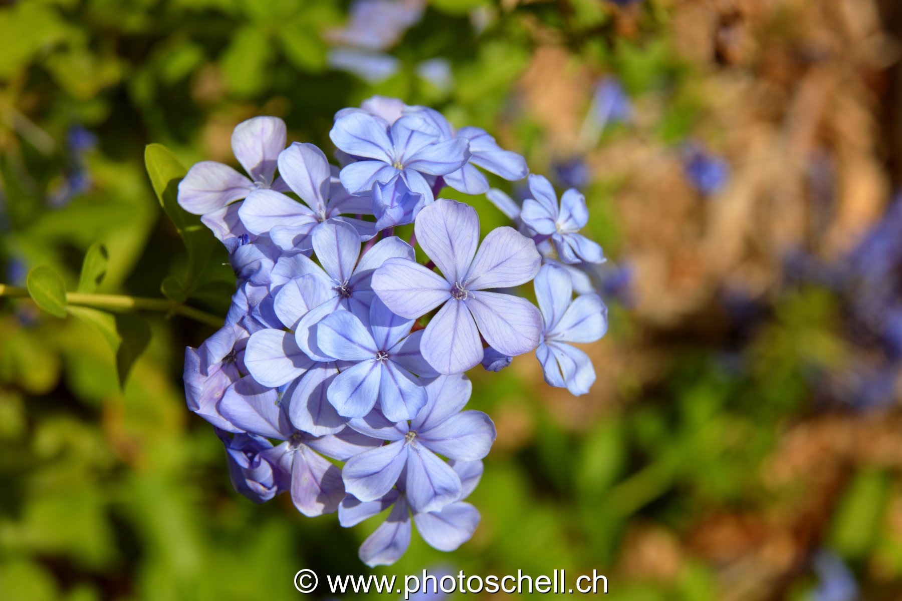 Fleurs du sud de la France