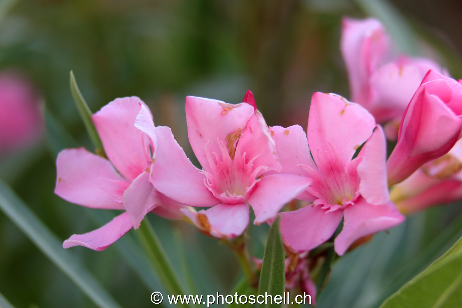 Fleurs du sud de la France