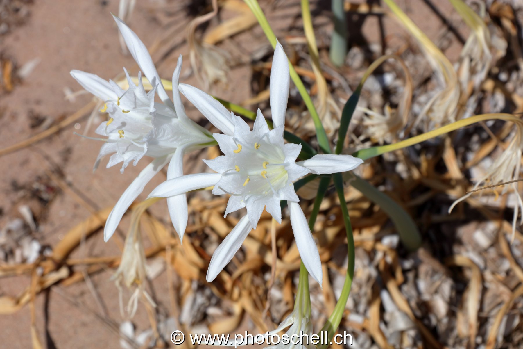 Fleurs du sud de la France