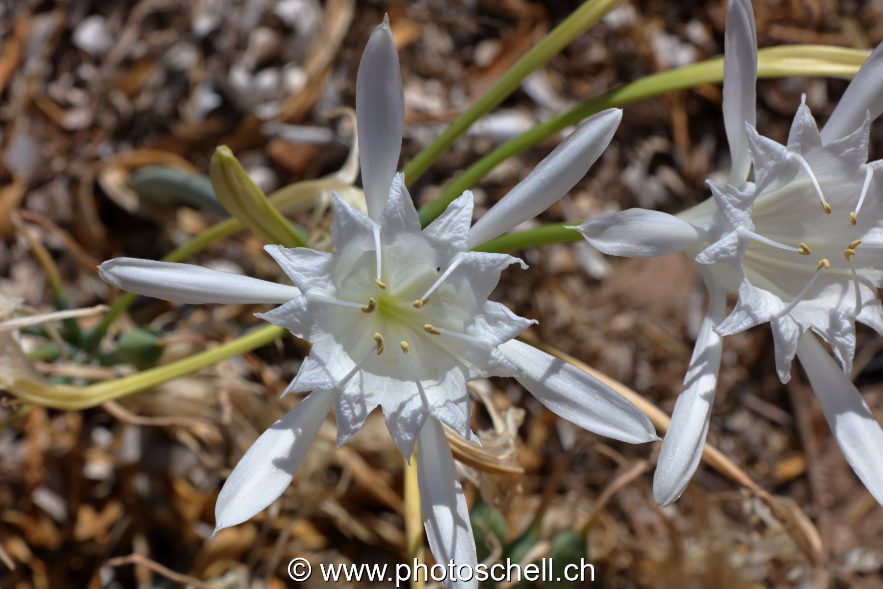 Fleurs du sud de la France