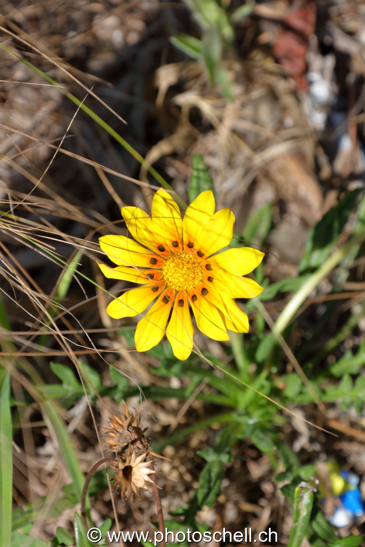 Fleurs du sud de la France