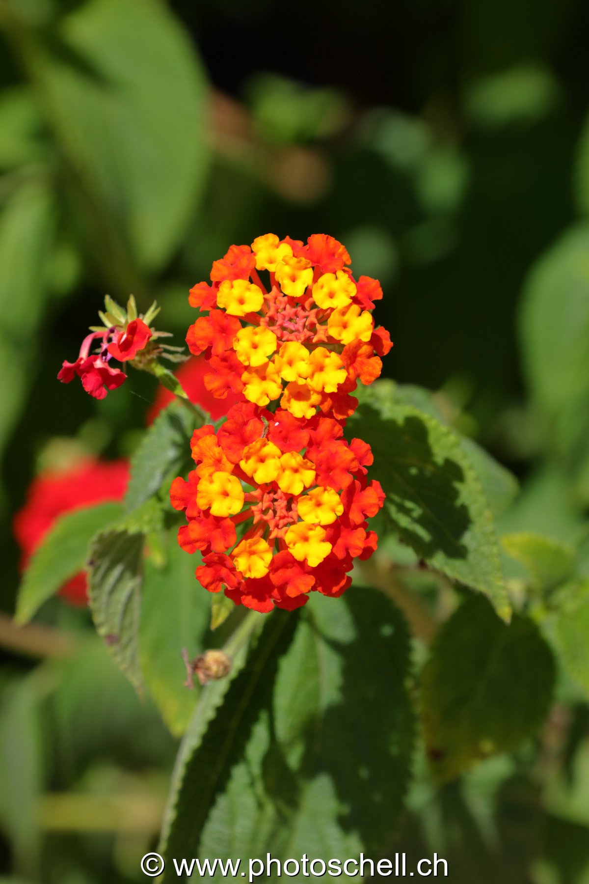 Fleurs du sud de la France