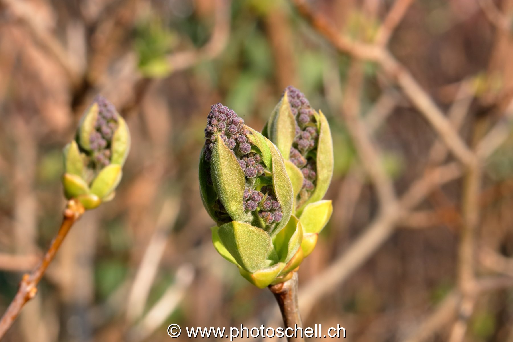Pousses de fleurs de lilas