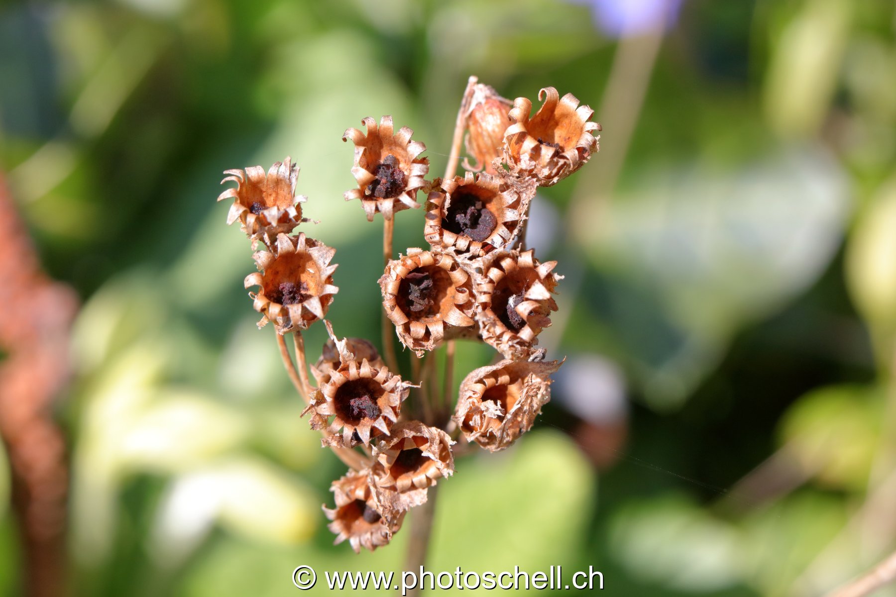 Fleurs séchées